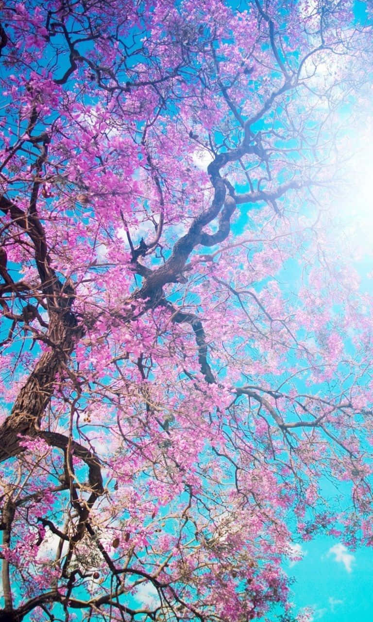 Spring Sky 桌布 壁紙 — 一棵充滿活力的粉紅色開花樹木在明亮的藍天下彎曲，陽光穿過花朵照射下來。