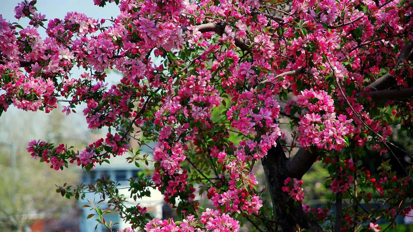 Blooming Trees 桌布 壁紙 — 一棵充滿活力的粉紅色開花樹木盛開，帶有精緻的花朵和新鮮的綠葉，背景柔和模糊。