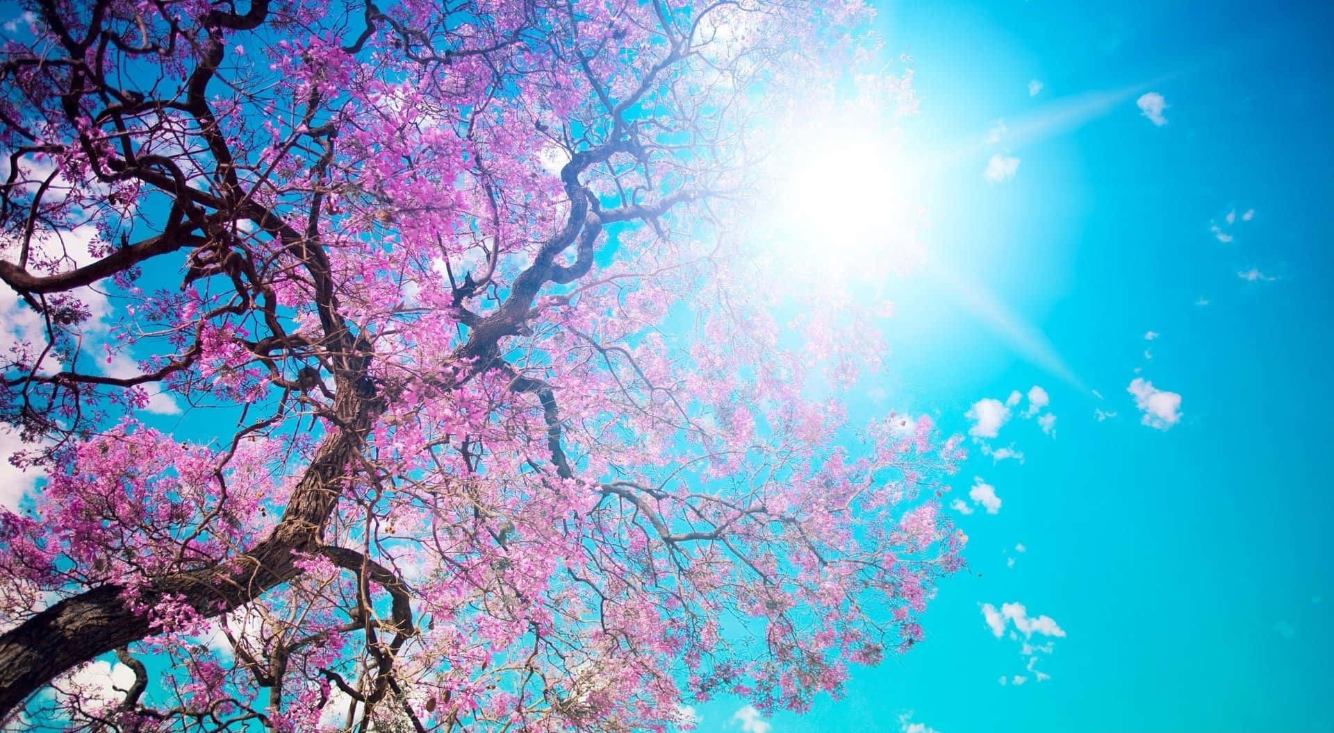 Spring Sunshine 桌布 壁紙 — 一棵充滿活力的粉紅色開花樹枝向上伸展，襯托著明亮的藍天，陽光穿透其間。