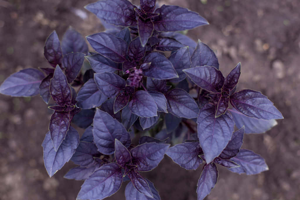 Purple Basil 桌布 壁紙 — 一棵充滿活力的紫色羅勒植物特寫，葉子有光澤，生長在肥沃的土壤中。
