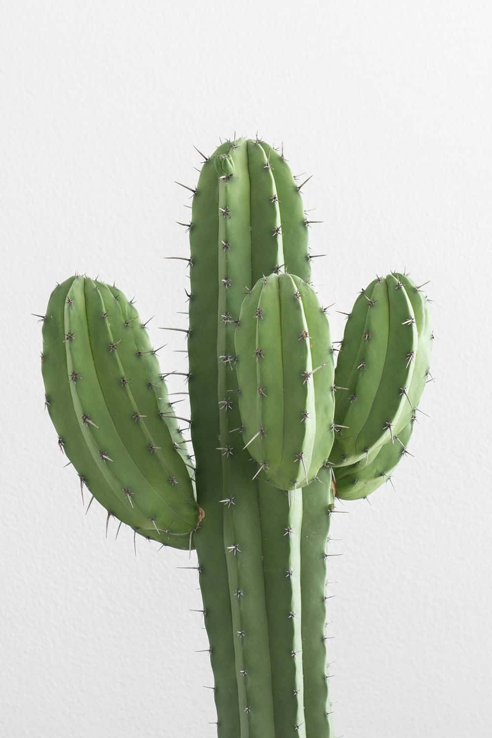Cactus 桌布 壁紙 — 一棵充滿活力的綠色仙人掌，帶有尖銳的刺，在極簡主義的攝影棚燈光下，高高聳立在純白色的牆壁前。