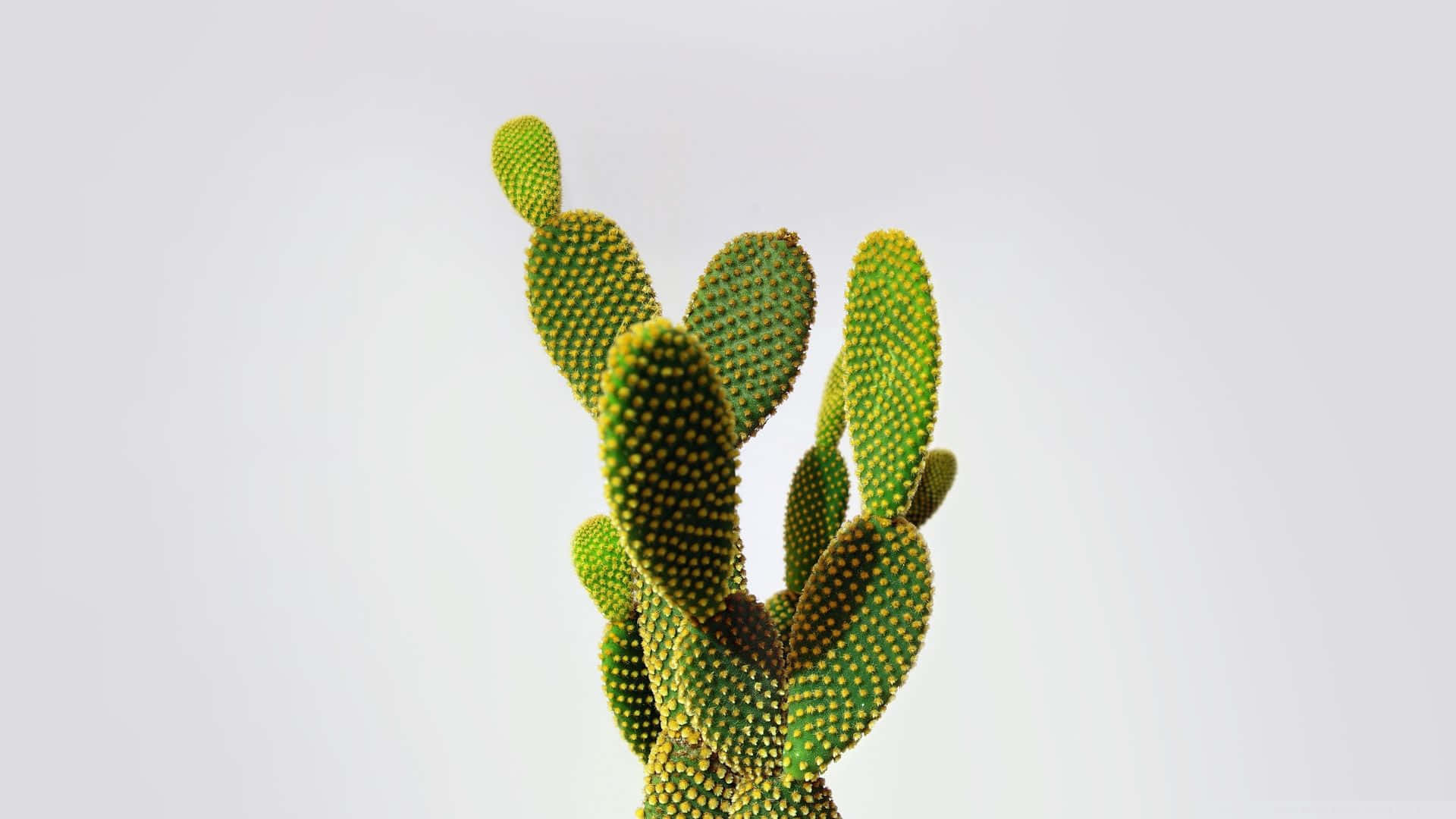Cactus 桌布 壁紙 — 一棵充滿活力的綠色仙人掌果，帶有黃色刺，在柔和的白色背景下脫穎而出。