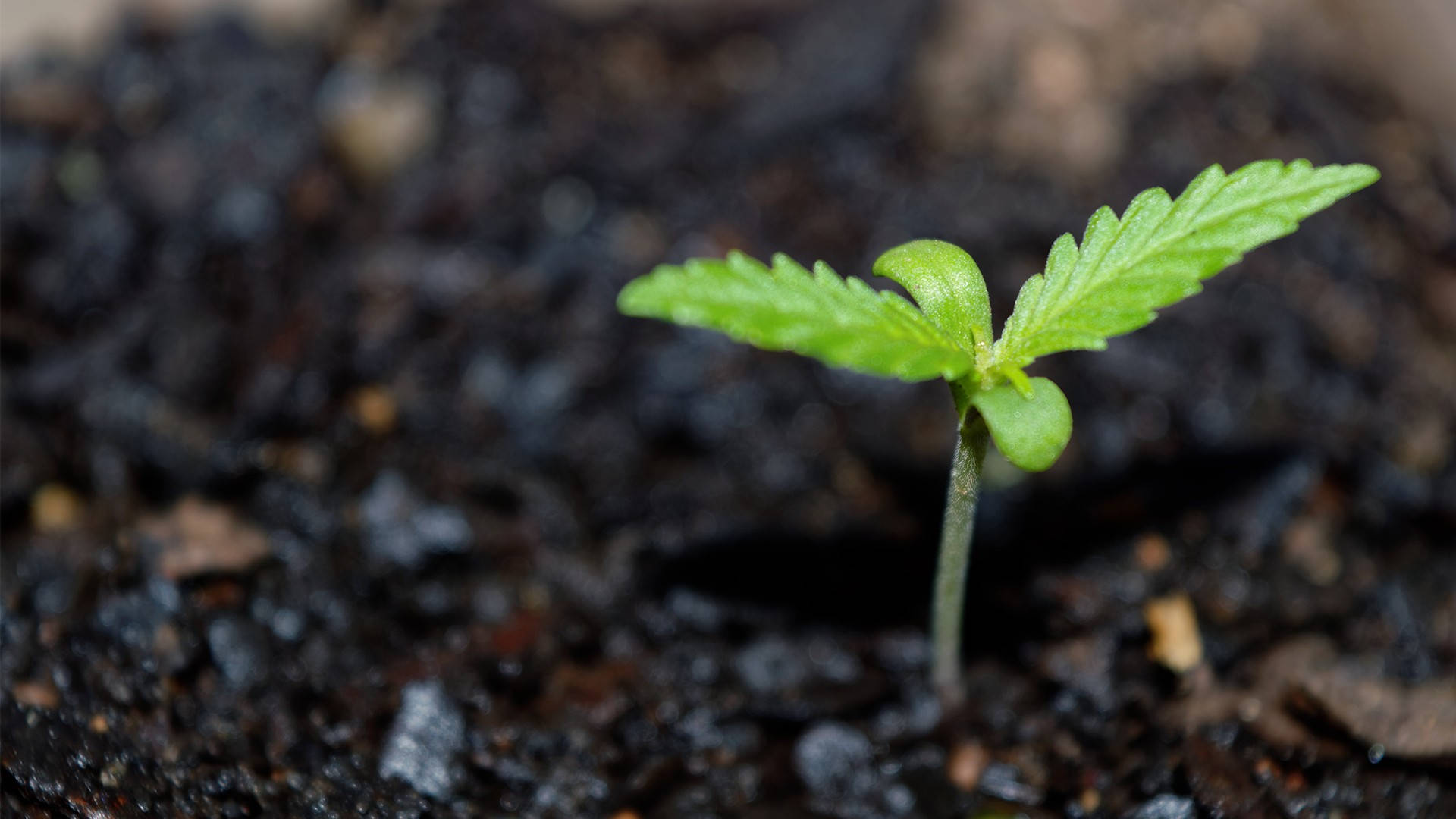 一棵從深色土壤中發芽的小綠色大麻植物。 — 大麻 壁紙