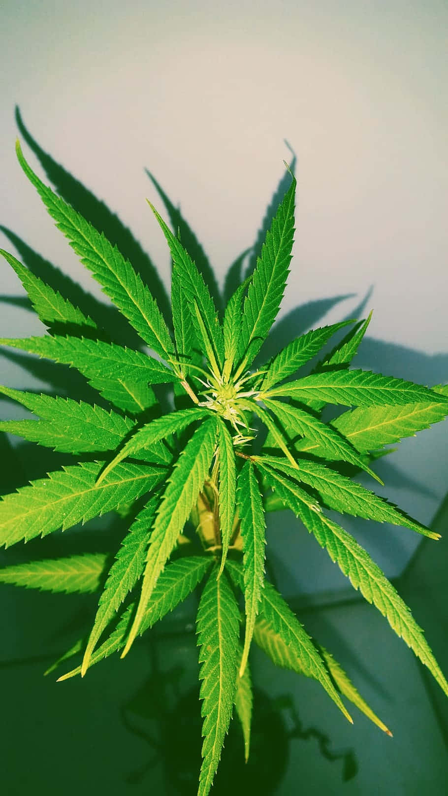 Marijuana Leaf 桌布 壁紙 — 一棵充滿活力的綠色大麻植物，帶有鋸齒狀葉片，在柔和的漸變背景上投下清晰的陰影。