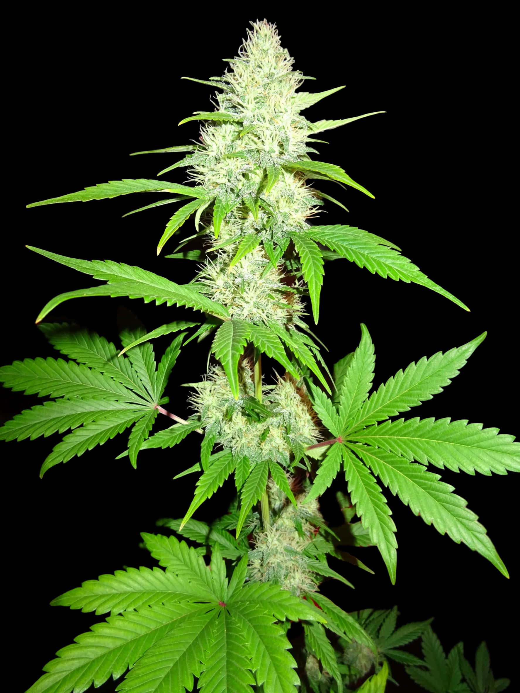大麻 桌布 壁紙 — 一棵充滿活力的綠色大麻植物，帶有密集的白色花蕾和鋸齒狀葉子，在純黑色背景下脫穎而出。