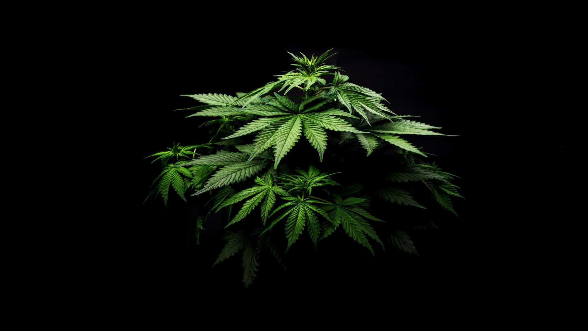 一棵大麻植物，帶有鋸齒狀綠色葉子，背景為黑色。 — 大麻 壁紙