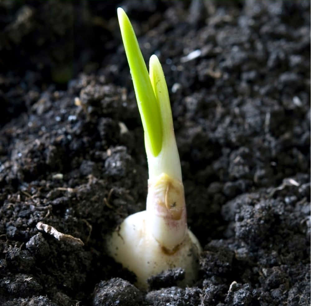 Garlic Plant 桌布 壁紙 — 一棵充滿活力的綠色嫩芽從肥沃的深色土壤中冒出，帶有蒼白的球狀基部。