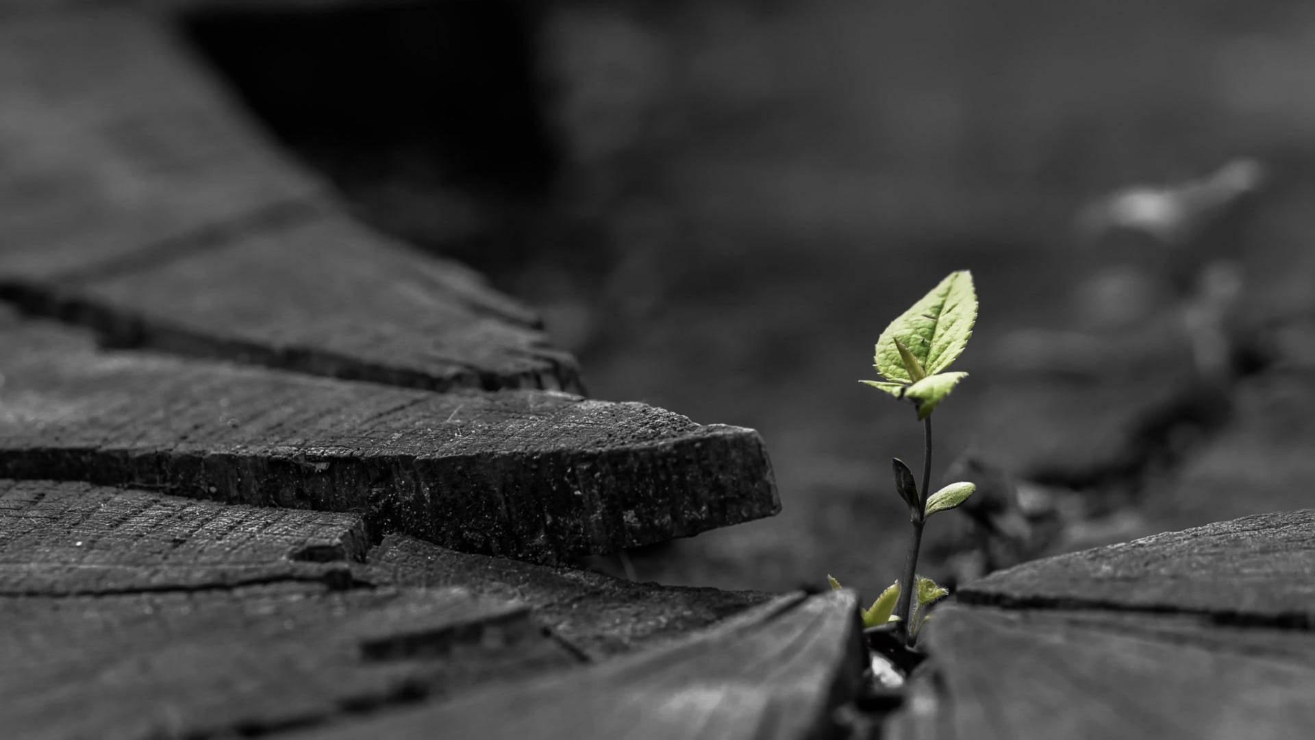 一棵從深色木頭裂縫中生長的小綠色植物。 — Google Meet 壁紙