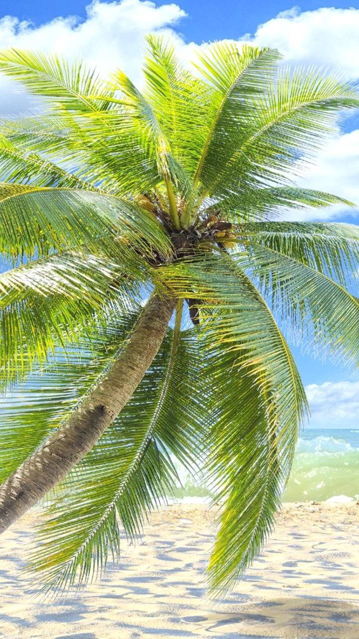 Palm 桌布 壁紙 — 一棵充滿活力的綠色棕櫚樹傾斜在金黃色的沙灘上，背景是碧綠的海洋和明亮的藍天。