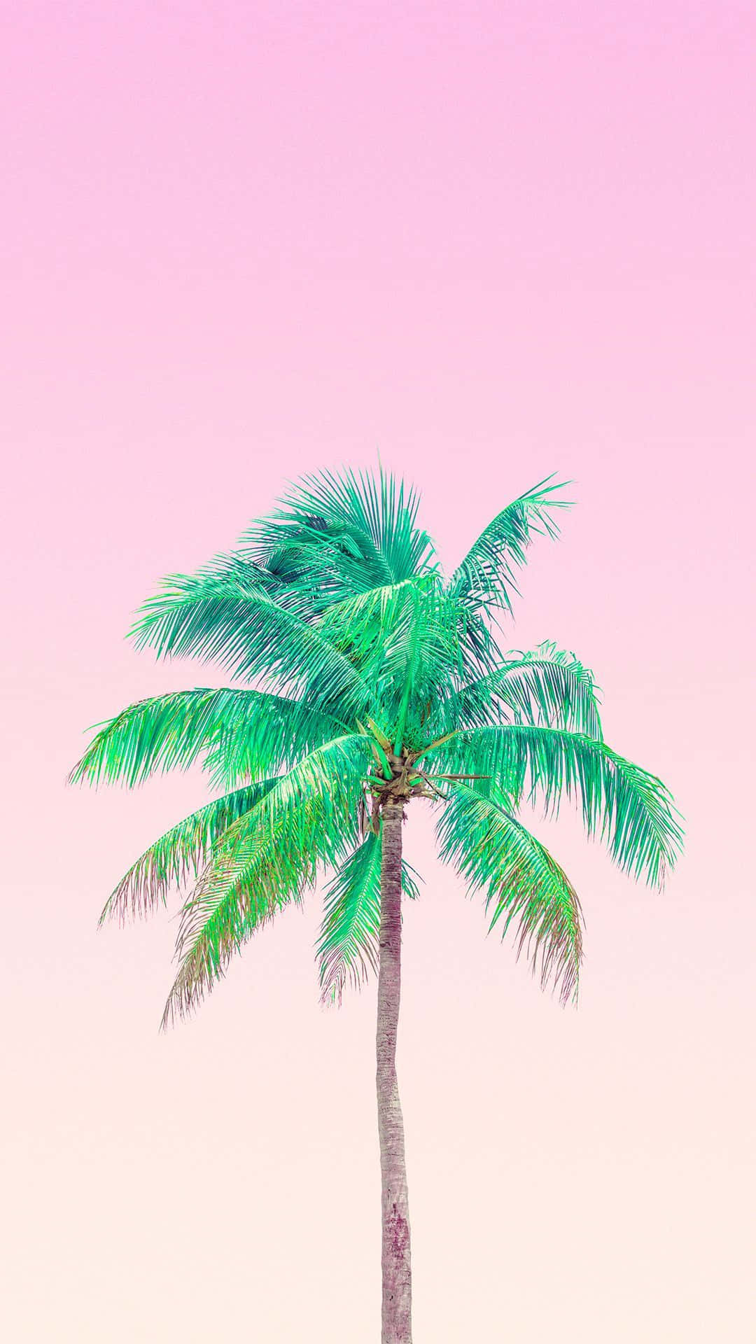 Cute Palm Tree 桌布 壁紙 — 一棵充滿活力的綠色棕櫚樹高高聳立在柔和的粉紅色漸層天空前。