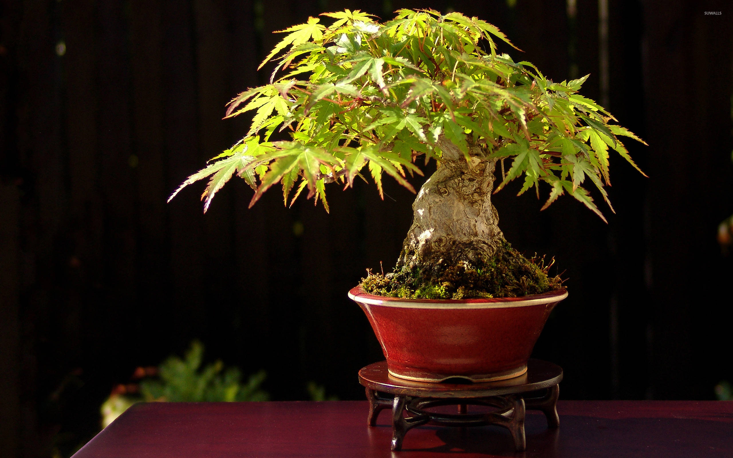 Plant 桌布 壁紙 — 一棵充滿活力的綠色楓樹盆栽種在紅色陶瓷盆中，放在木架上，背景為深色。