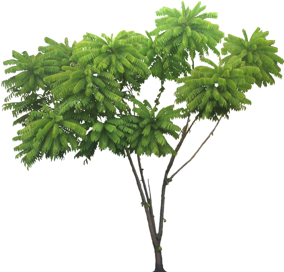 Trees Clipart 桌布 壁紙 — 一棵充滿活力的綠色樹木，帶有羽毛狀複葉，孤立地矗立在純黑色背景前。