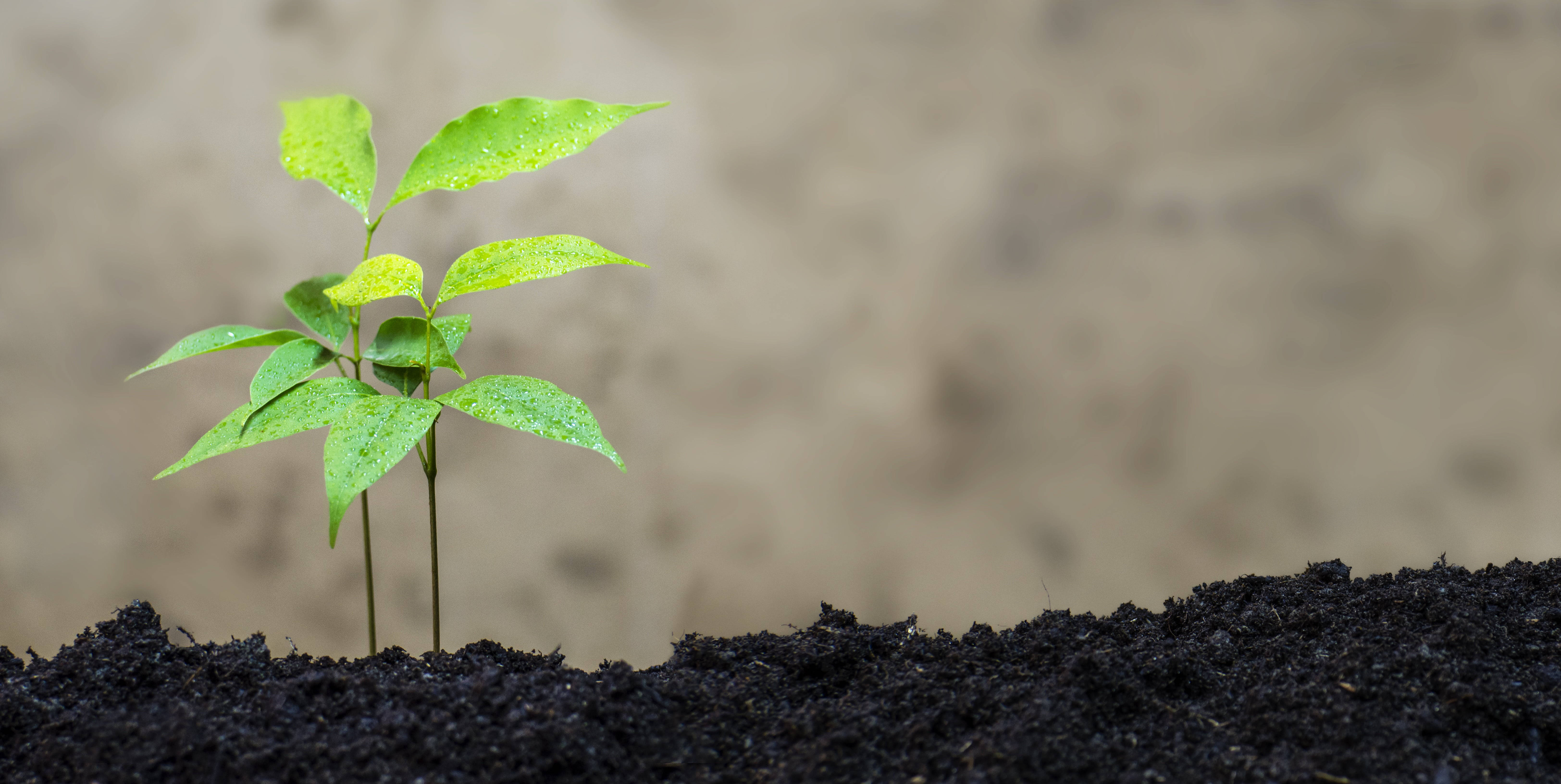 Plant Aesthetic 桌布 壁紙 — 一棵充滿活力的綠色樹苗帶著露珠，從肥沃的深色土壤中冒出，背景是柔和模糊的泥土色調。