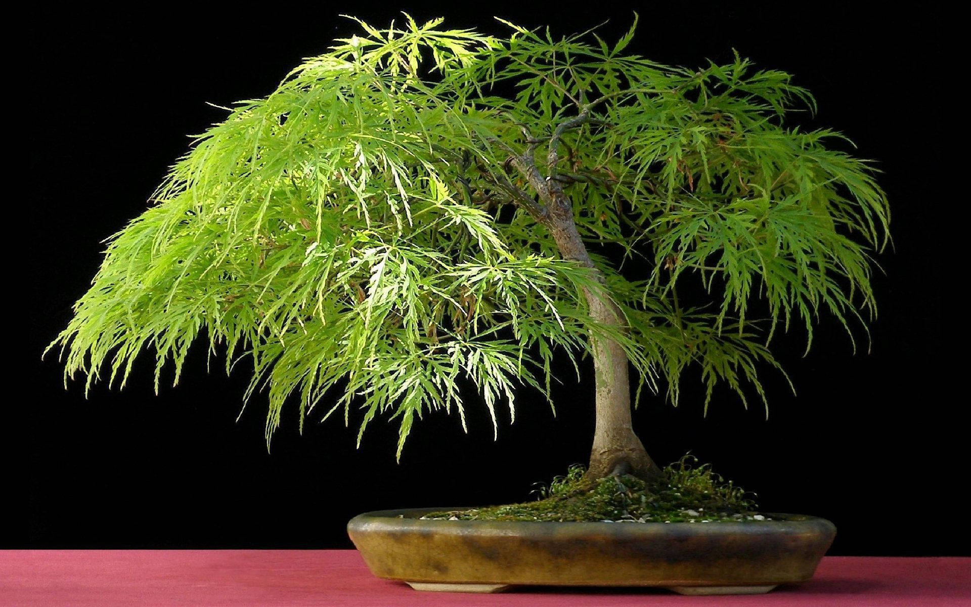 Plant 桌布 壁紙 — 一棵充滿活力的綠色盆景樹，帶有精緻的葉子，從一個風化的花盆中優雅地垂落，襯托在 stark 的黑色背景上。