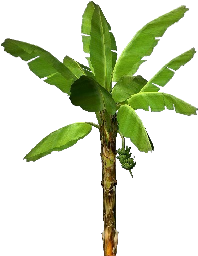 Tree Leaves 桌布 壁紙 — 一棵充滿活力的綠色香蕉植物，擁有寬大的葉子和正在發育的果串，孤立地矗立在純黑色背景前。