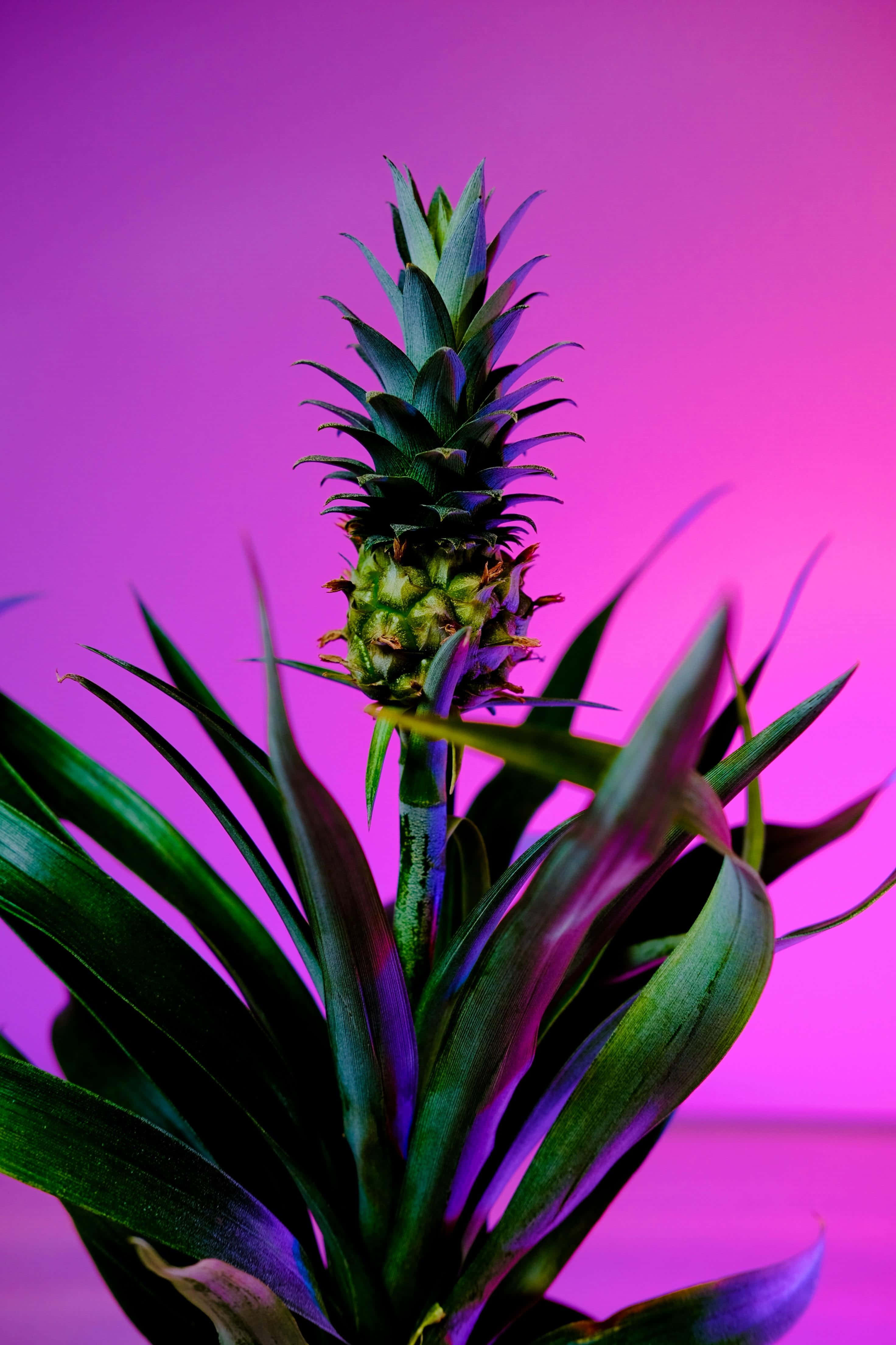 Pineapple 桌布 壁紙 — 一棵充滿活力的鳳梨植物，帶有尖刺的綠色葉子和萌芽的果實，站在發光的洋紅色背景前。