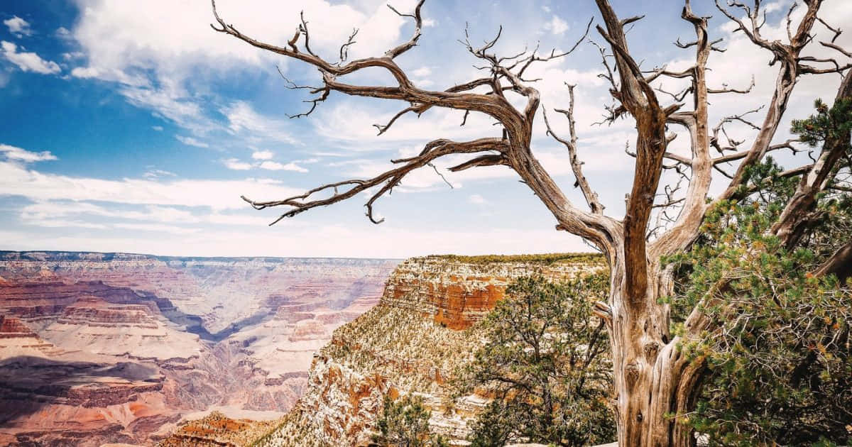 grand canyon 桌布 壁紙 — 一棵光禿禿的枯樹，枝幹扭曲，框住了在明亮藍天和散落雲朵下，色彩繽紛的層狀峽谷的廣闊景色。