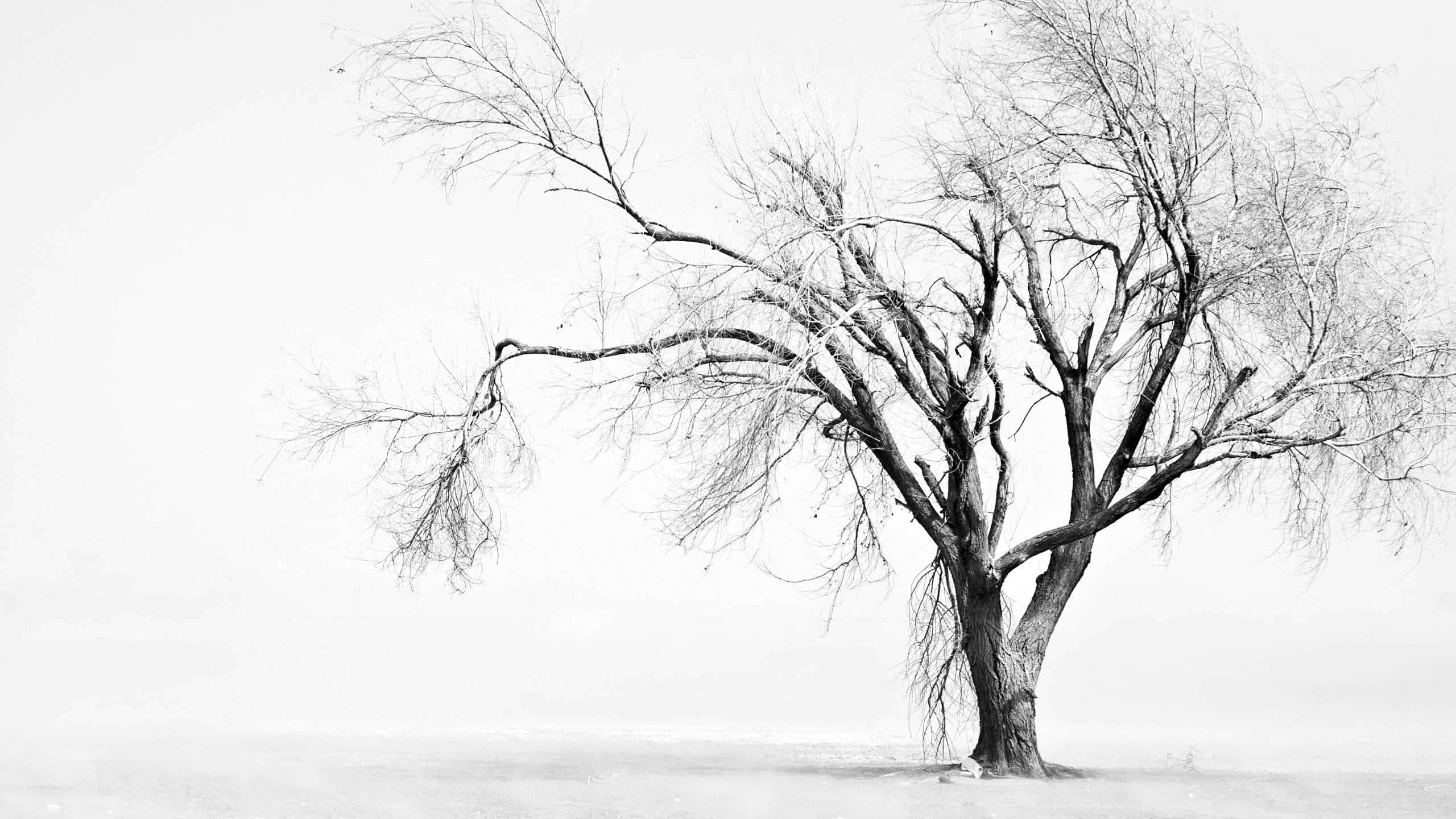Black And White Tree 桌布 壁紙 — 一棵光禿禿的樹，枝幹交錯，孤獨地矗立在雪地上，天空是蒼白的冬日色調。
