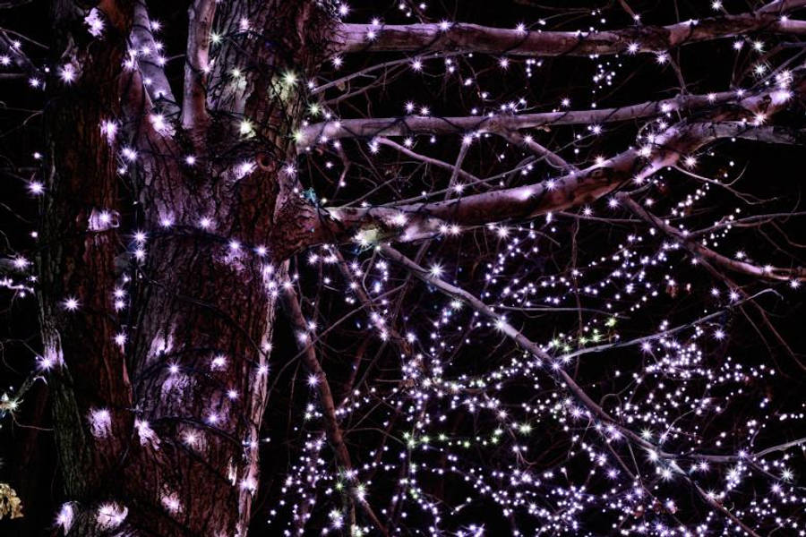 Sparkle 桌布 壁紙 — 一棵光禿禿的樹在夜晚裝飾著閃爍的紫色和白色仙女燈，營造出神奇的發光效果。