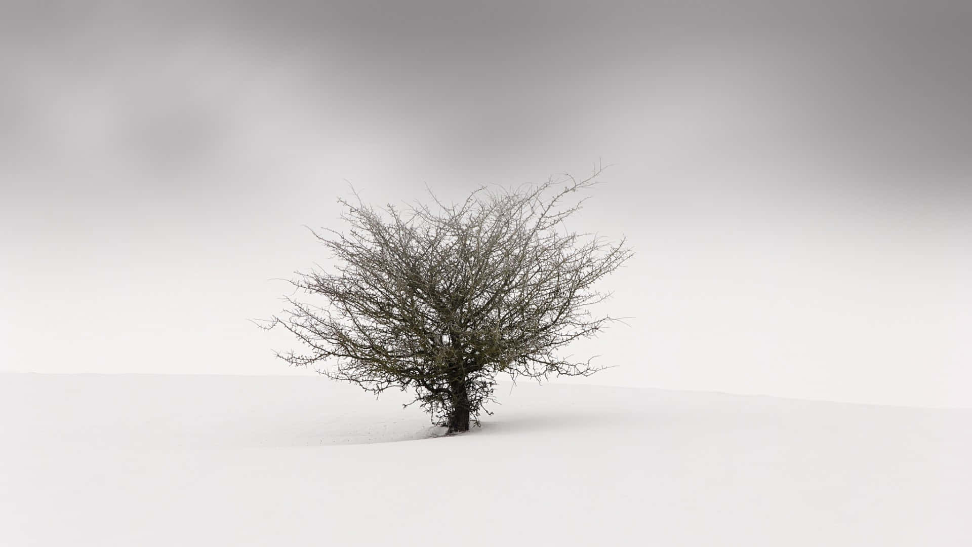 Simple Winter 桌布 壁紙 — 一棵光禿禿的樹孤獨地矗立在廣闊的雪地上，天空是柔和的灰色。