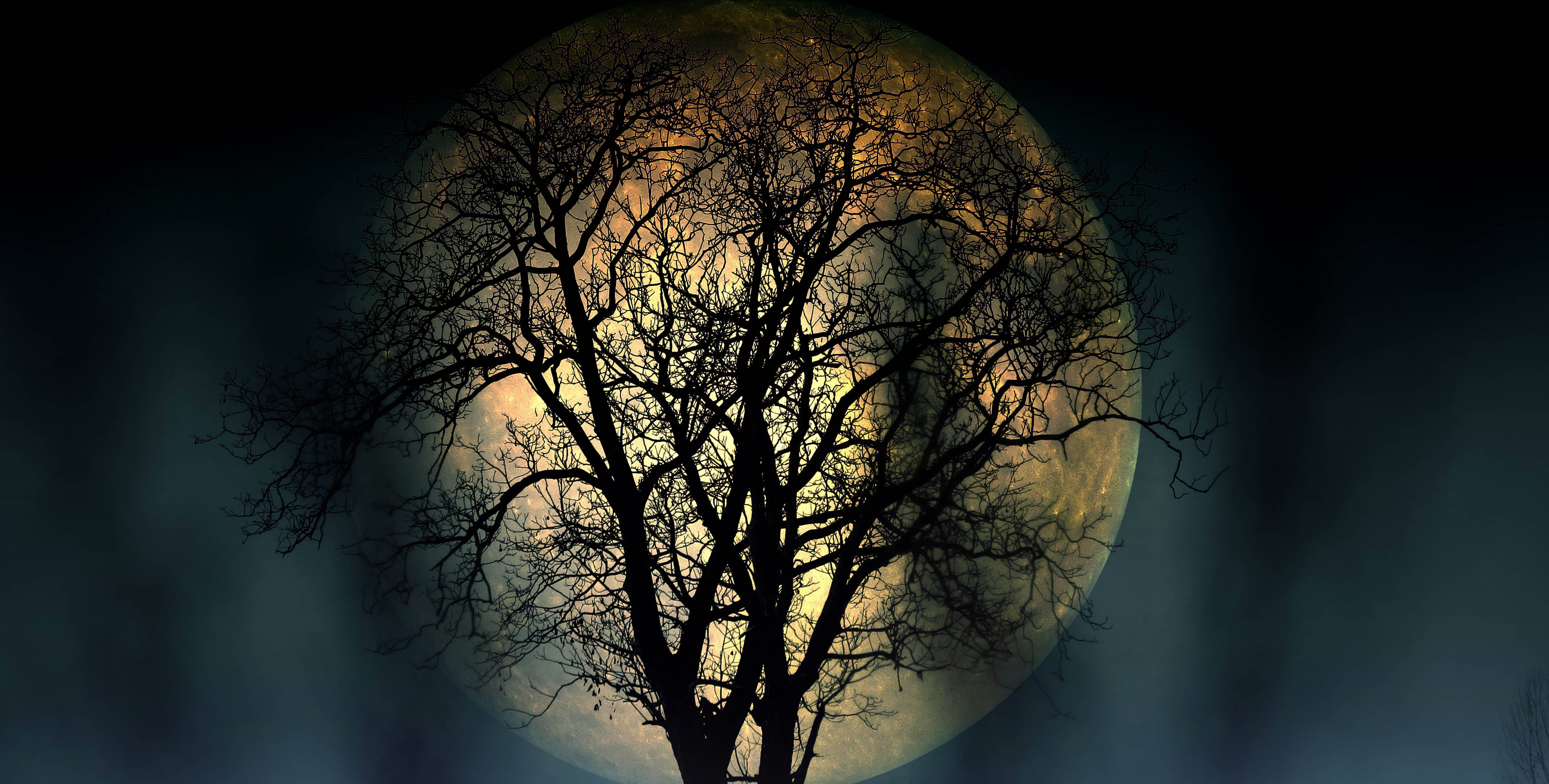 Beautiful Full Moon 桌布 壁紙 — 一棵光禿禿的樹的鮮明剪影，在霧濛濛的夜空中，襯著一輪發光的滿月。