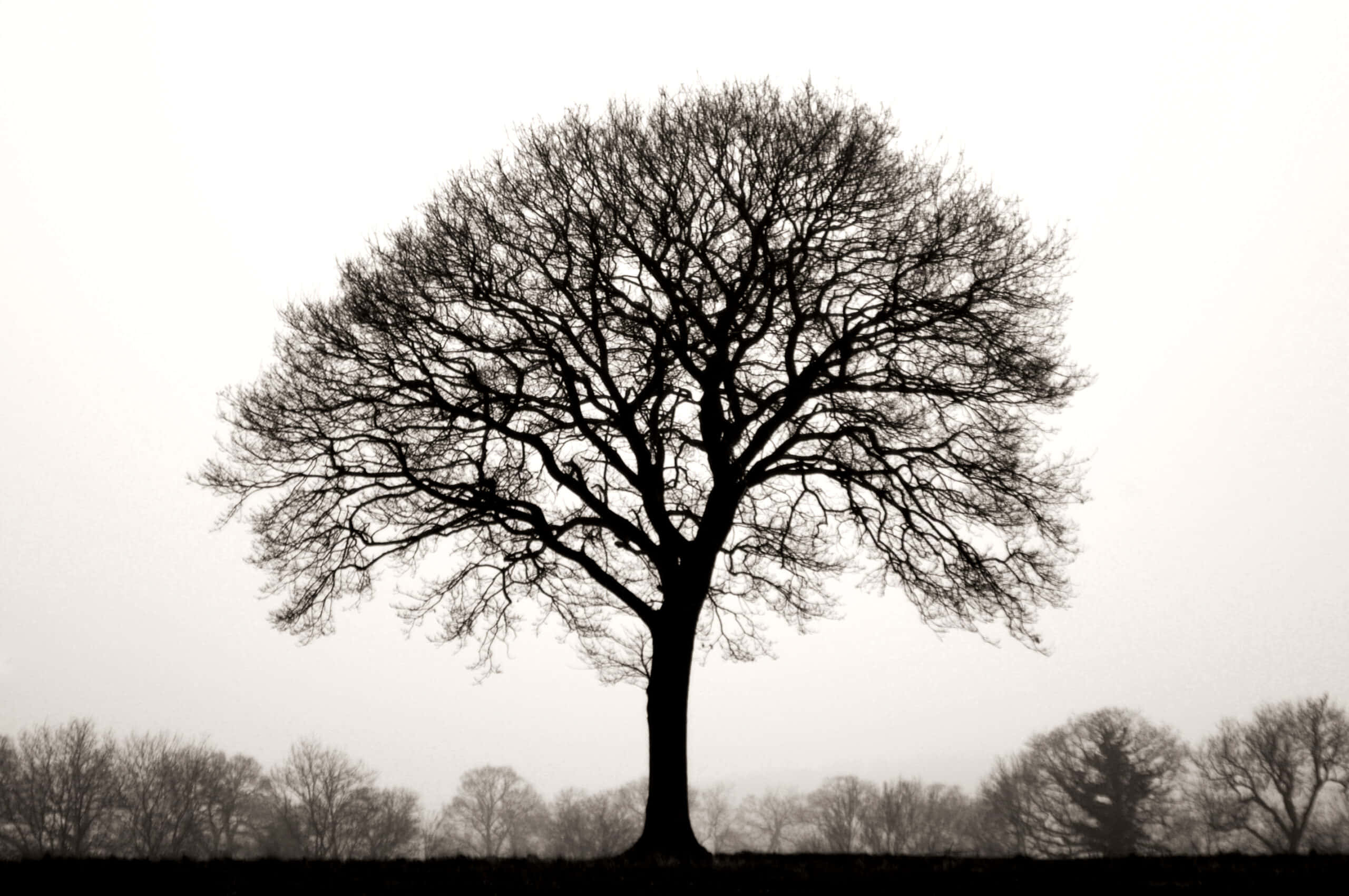 Tree Of Life 桌布 壁紙 — 一棵光禿禿的樹的鮮明剪影，獨自矗立在蒼白的陰天天空下，遠處的樹木漸漸消失在霧中。
