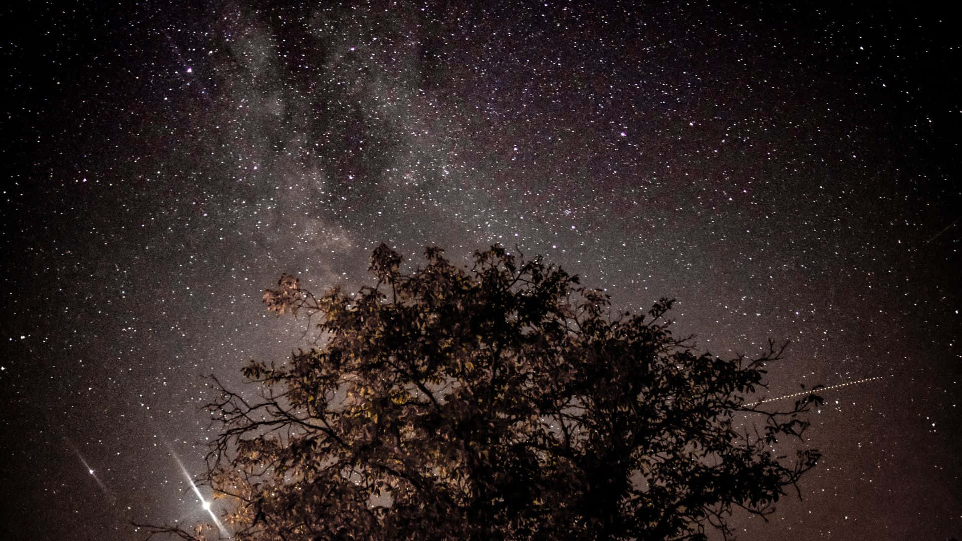 星空動畫 桌布 壁紙 — 一棵剪影樹框住了銀河系橫跨繁星夜空的壯麗景色。
