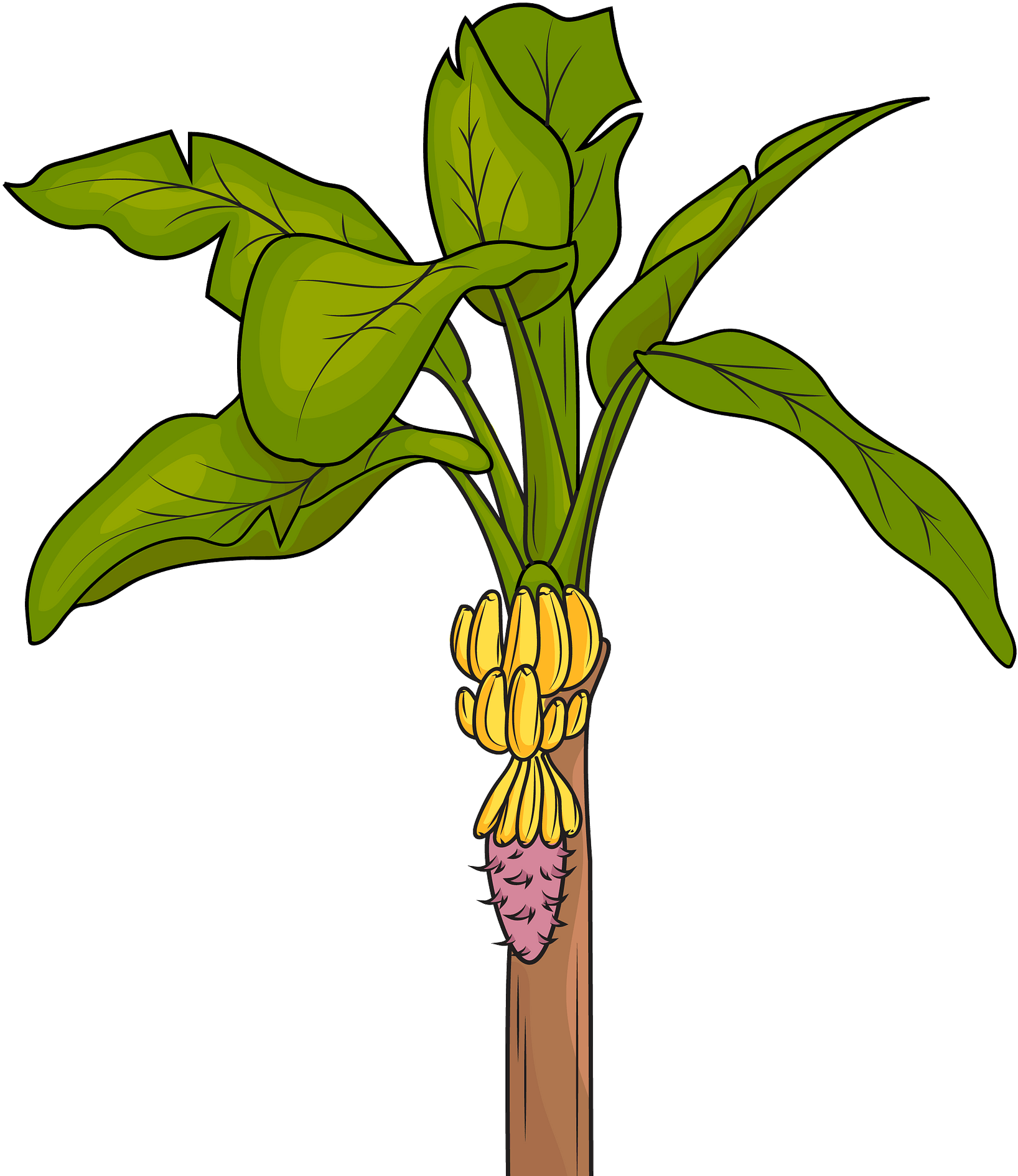 Fruit 桌布 壁紙 — 一棵卡通香蕉植物，有綠色葉子和一束黃色香蕉掛在棕色莖上，背景為黑色。