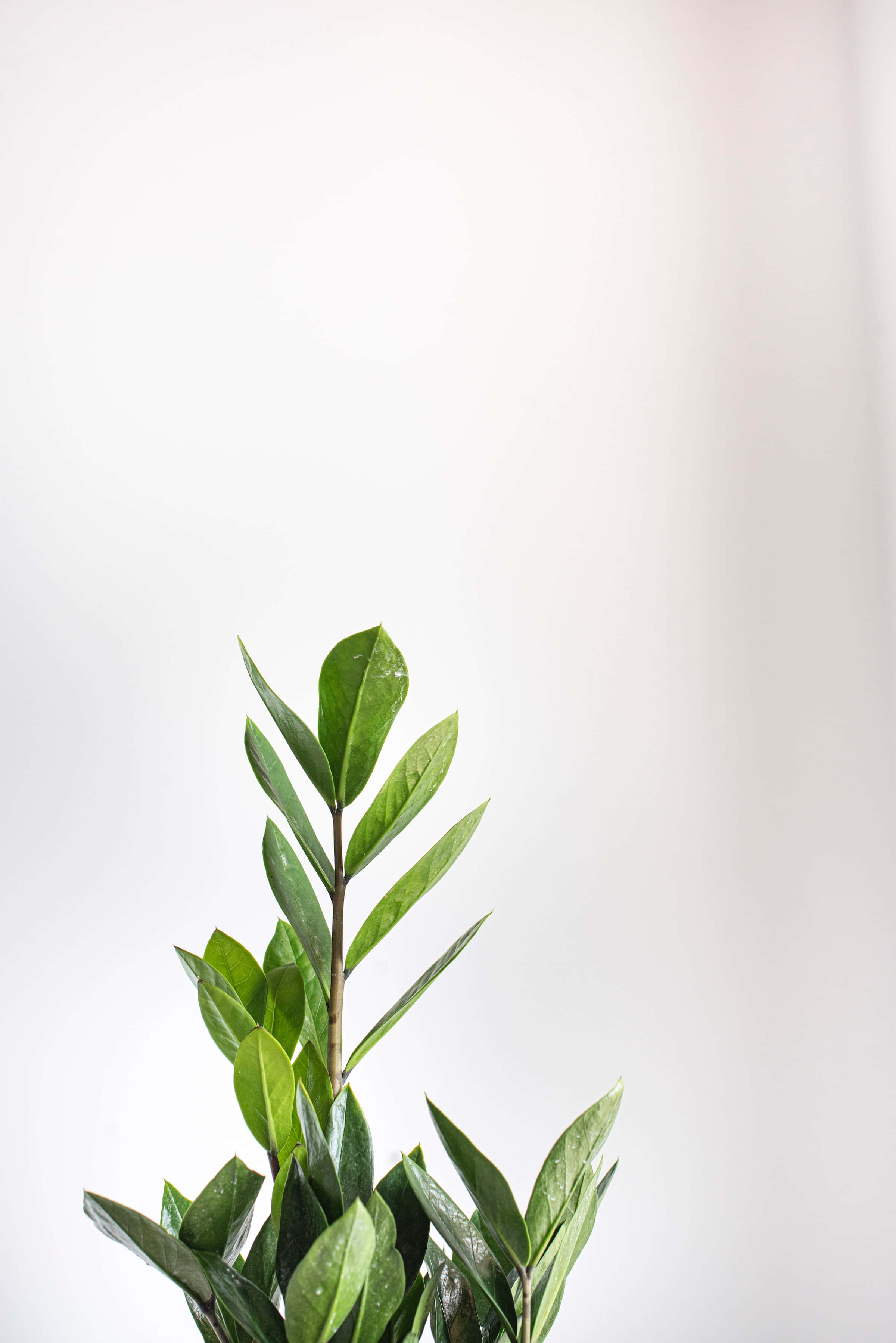 Aesthetic Green 桌布 壁紙 — 一棵單獨的ZZ植物，帶有光澤的綠色葉子，在柔和的白色背景上挺立。