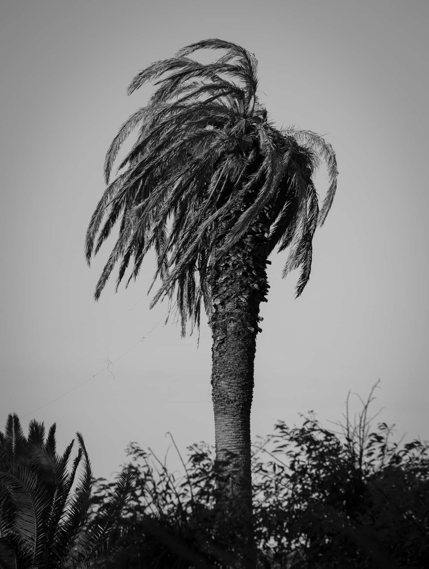 Palms and Wind 壁紙 — 一棵單色棕櫚樹，樹葉被風吹拂，高聳在蒼白的天空下，樹根處有葉子。