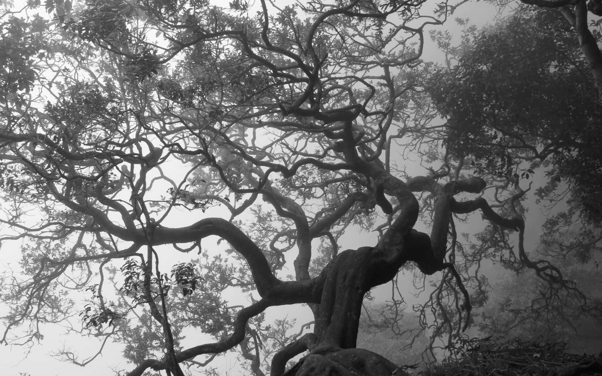Black And White Tree 桌布 壁紙 — 一棵多節的古樹，帶有扭曲的樹枝，在單色森林場景中穿過濃霧伸展。