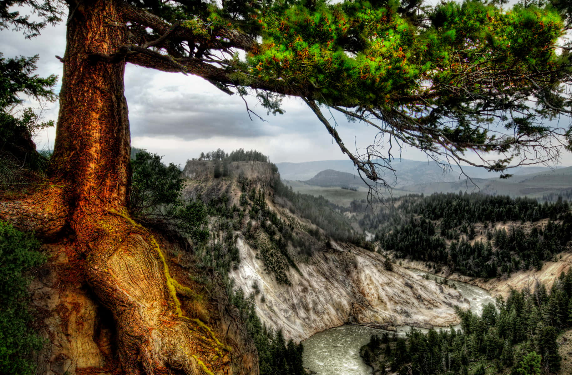 Yellowstone 桌布 壁紙 — 一棵多節的松樹框住了廣闊的景色，河流蜿蜒穿過森林覆蓋的山脈，天空多雲。