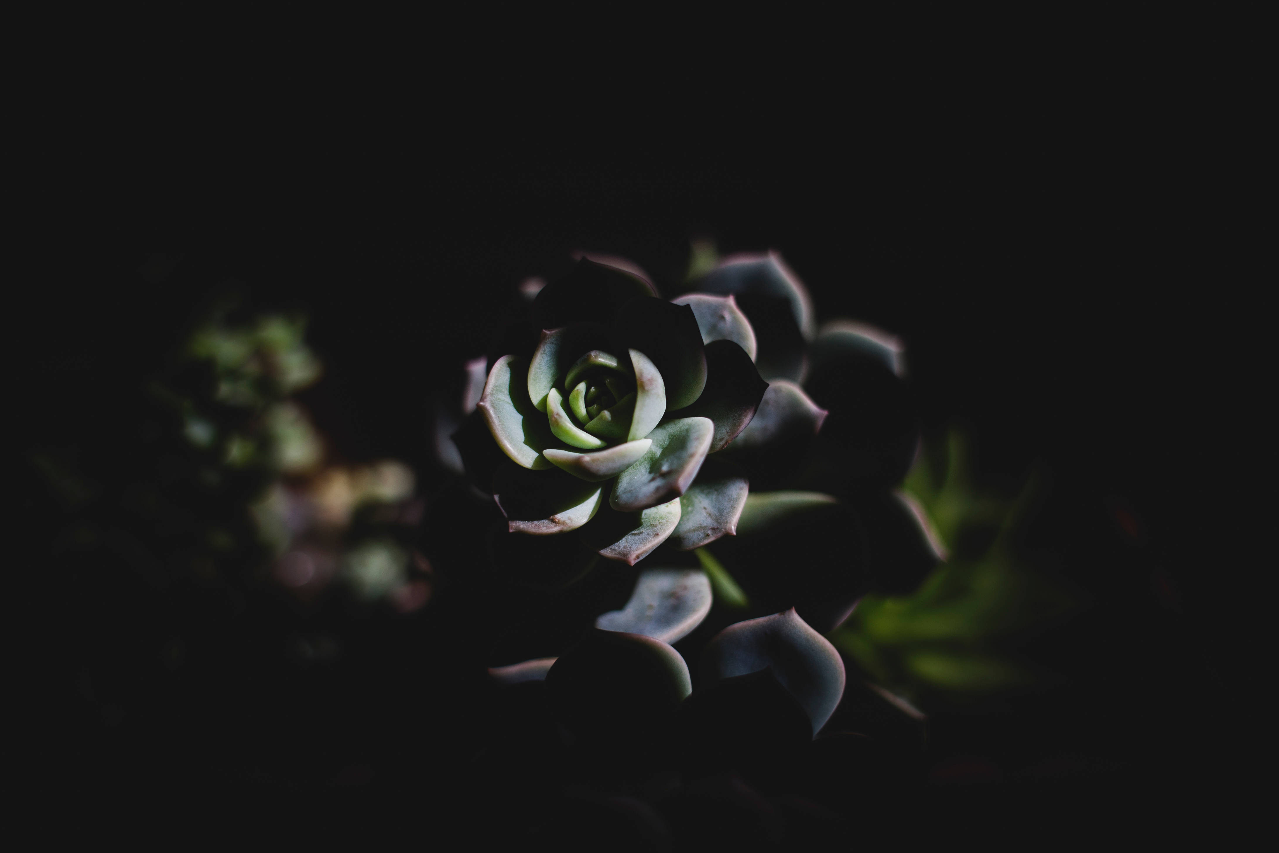Plant 桌布 壁紙 — 一棵多肉植物在深陰影中綻放，柔和的光線突顯其層疊的綠葉。