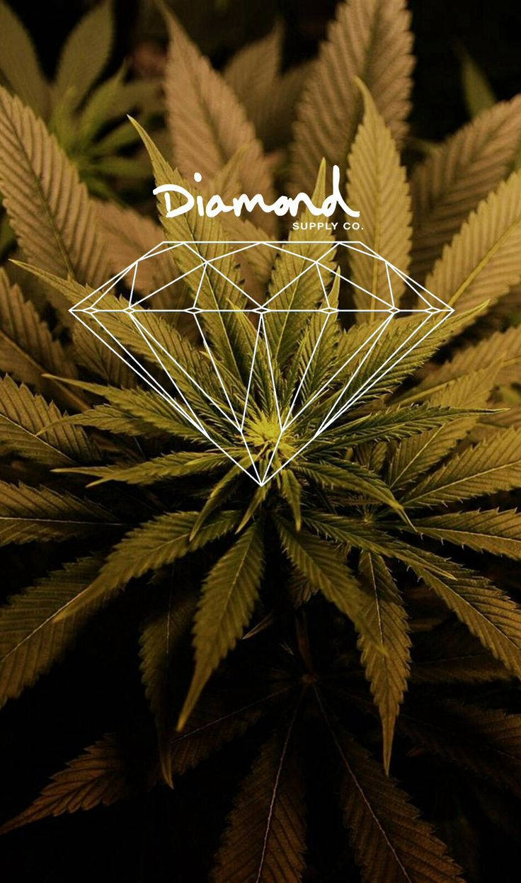 鑽石 桌布 壁紙 — 一棵大麻植物，帶有白色幾何鑽石輪廓和 'Diamond Supply Co.' 文字疊加。