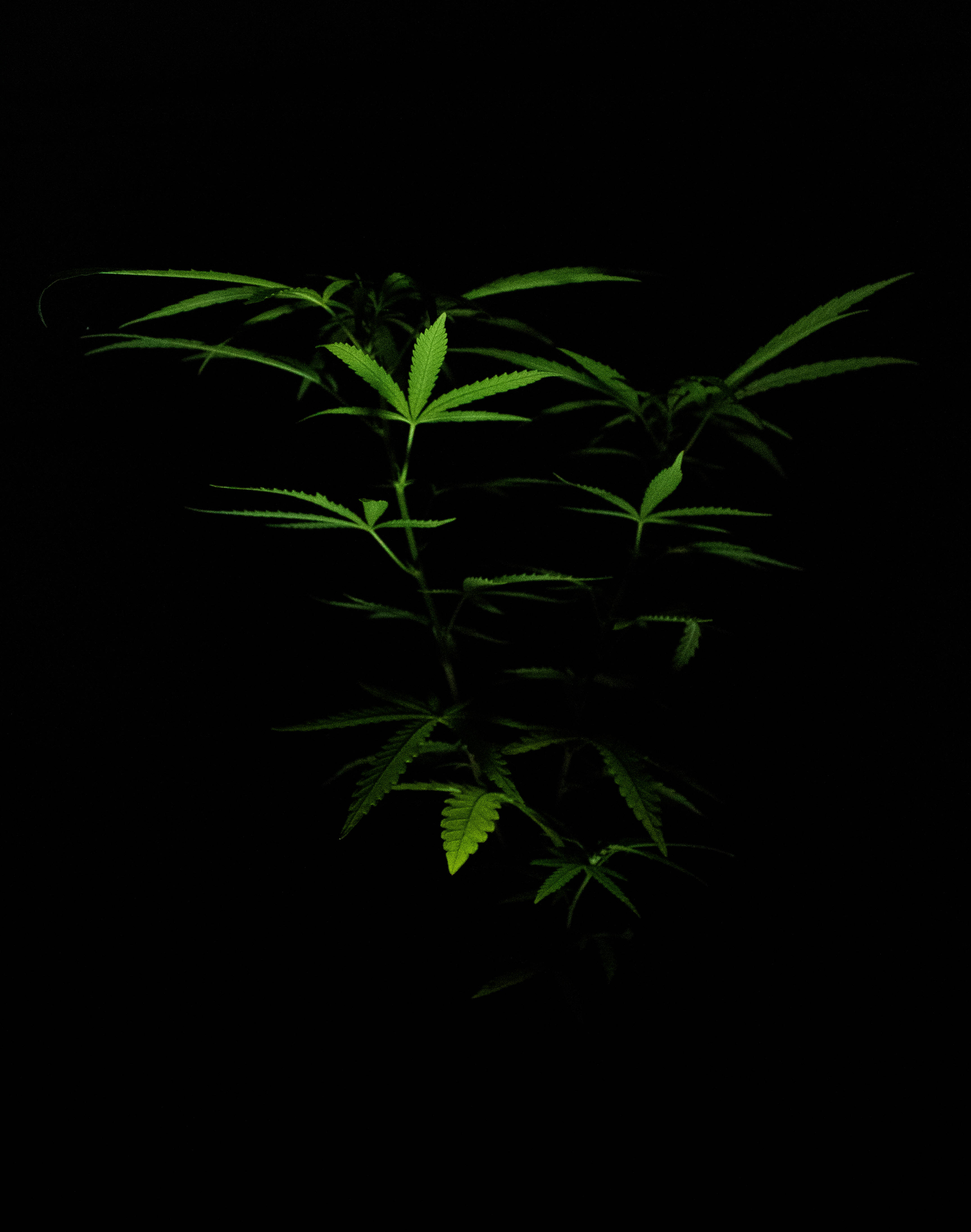 大麻 桌布 壁紙 — 一棵大麻植物在漆黑背景下發出鮮綠色光芒。