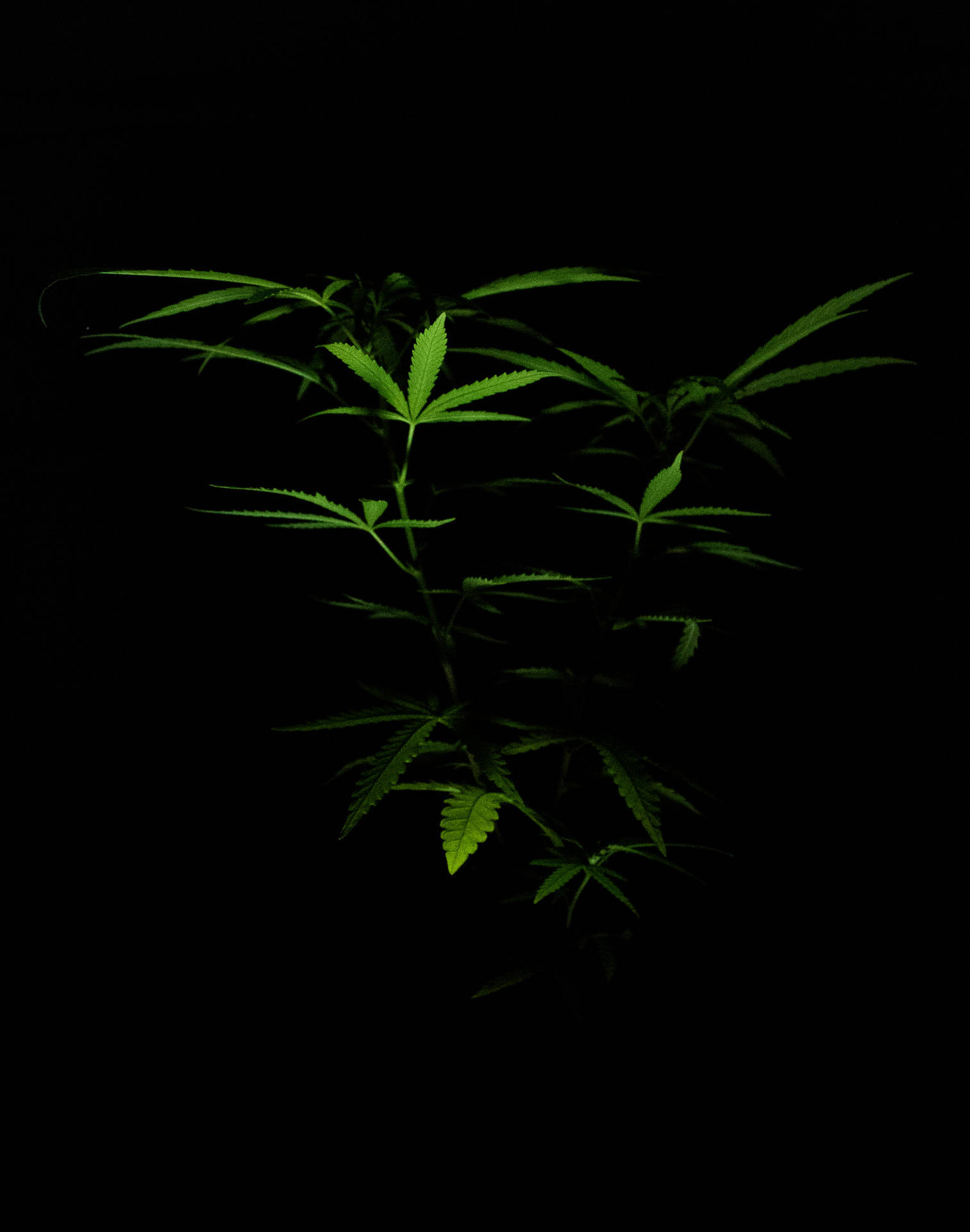  壁紙 — 一棵大麻植物在漆黑背景中散發著鮮綠色光芒。