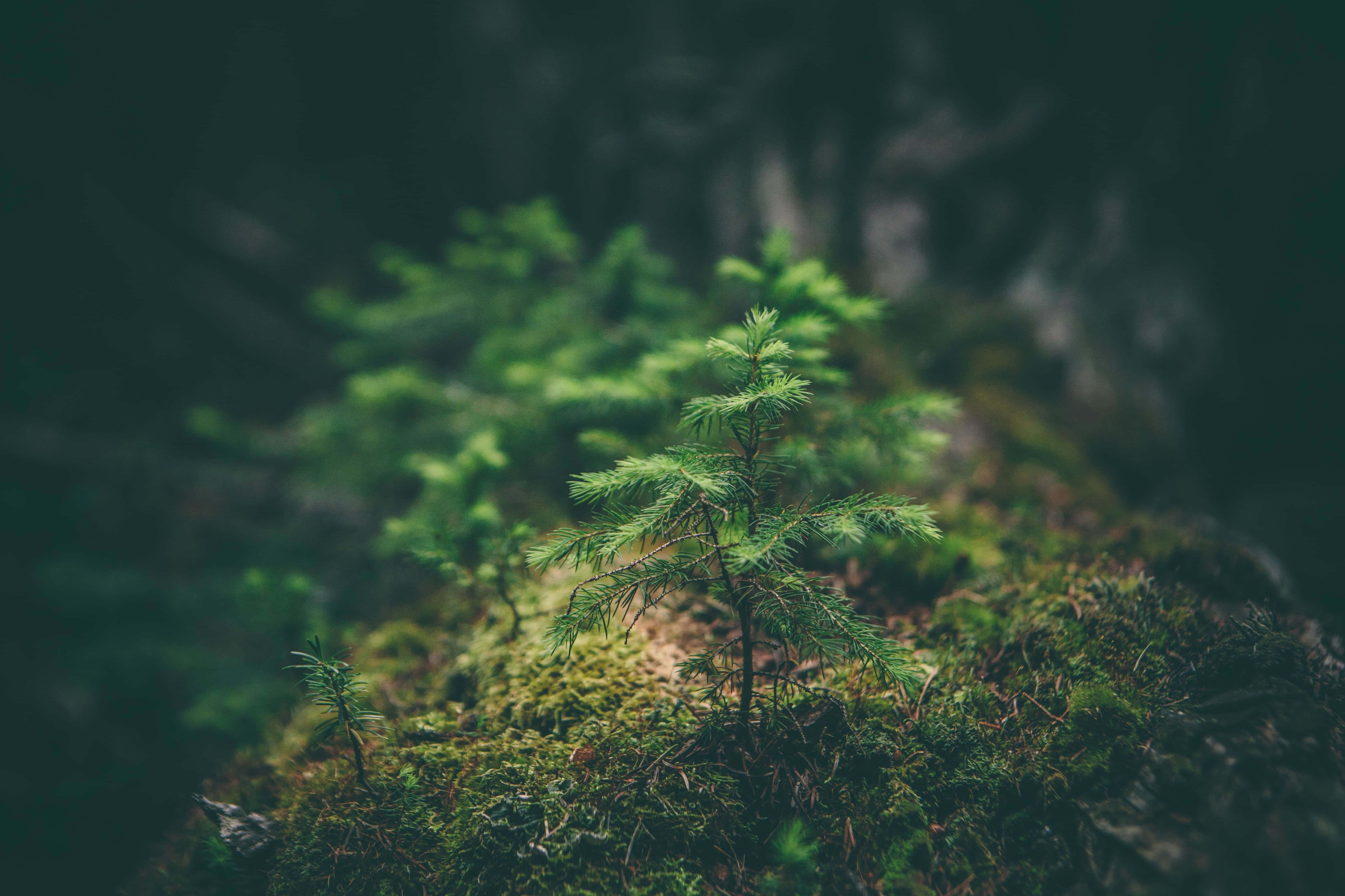 environment 桌布 壁紙 — 一棵嬌嫩的年輕松樹苗從生機勃勃的綠色苔蘚中冒出，背景是柔和模糊的森林地面。