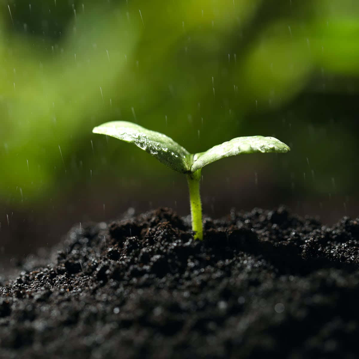 地球 桌布 壁紙 — 一棵嬌嫩的綠色幼苗帶著露珠，在肥沃的土壤中堅韌地站立，雨水輕輕落在模糊的森林背景上。