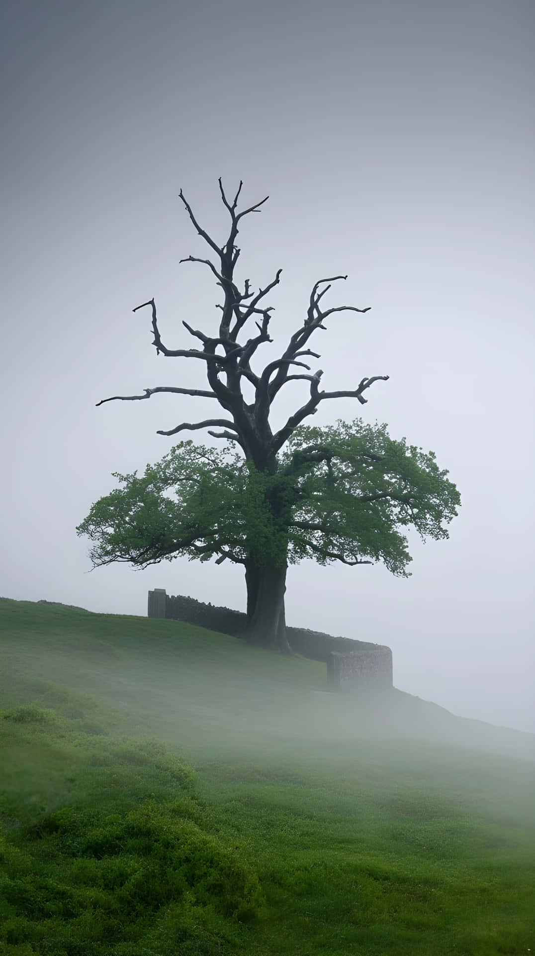Lone Tree Silhouette on Misty Hill Under Overcast Sky 壁紙 — 一棵孤樹，一半樹枝光禿，一半綠葉茂盛，矗立在霧氣瀰漫的山坡上，旁邊是古老的石頭廢墟。