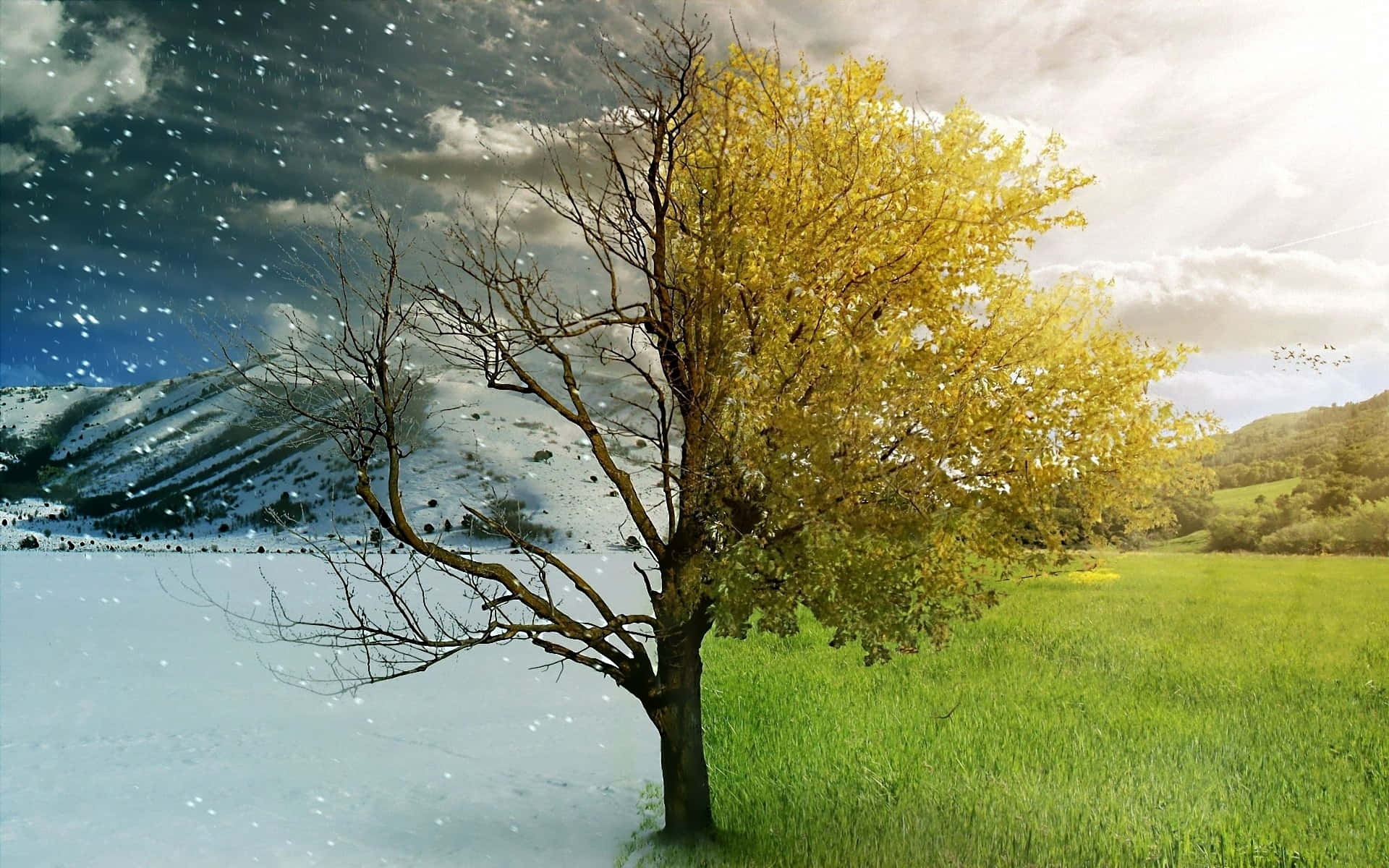 夏天 桌布 壁紙 — 一棵孤樹，一半金黃葉子，一半光禿樹枝，立在雪地上，天空風暴，鳥兒飛翔。