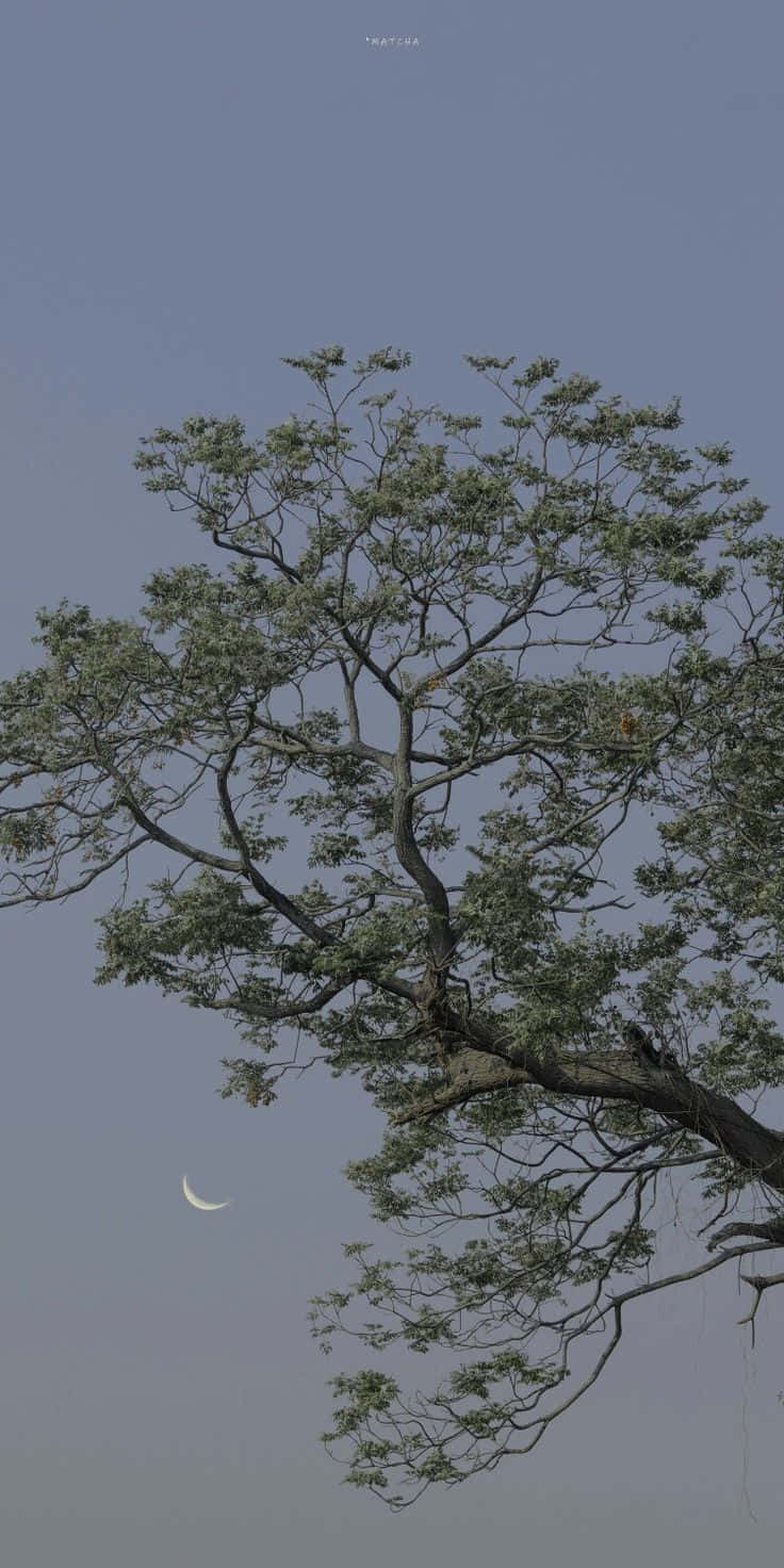 自然 桌布 壁紙 — 一棵孤樹，樹枝伸展，綠葉稀疏，在淡藍色的暮色天空襯托下形成剪影，天空有一彎新月。