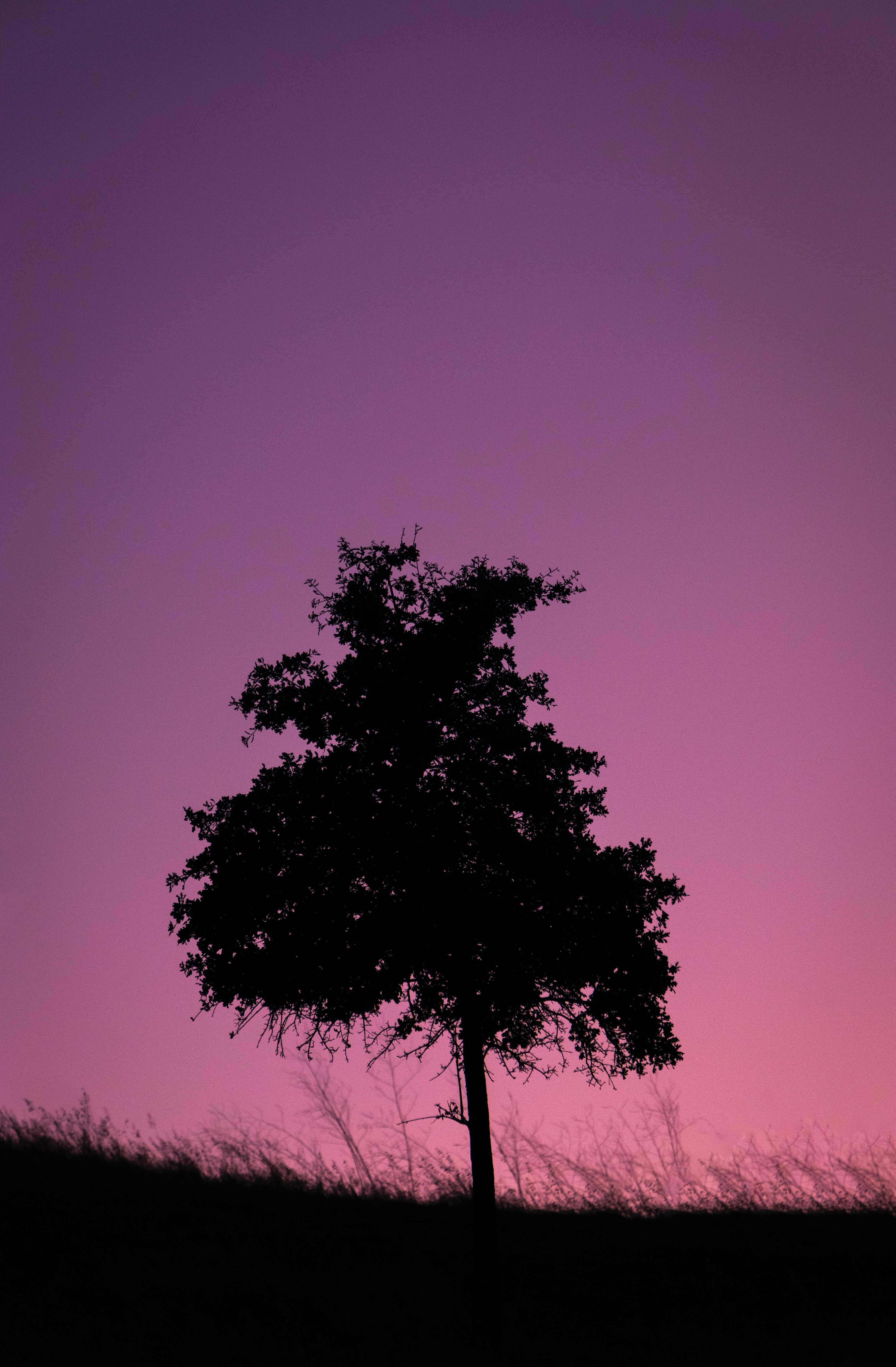Silhouette 桌布 壁紙 — 一棵孤樹以黑色剪影矗立在充滿活力的紫色和粉紅色暮色天空中。