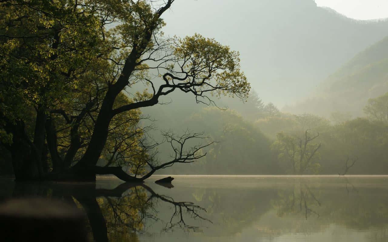 1280x800 桌布 壁紙 — 一棵孤樹伸展枝椏，立於霧氣瀰漫的水中，映照著朦朧的山巒和黎明柔和的金色光芒。