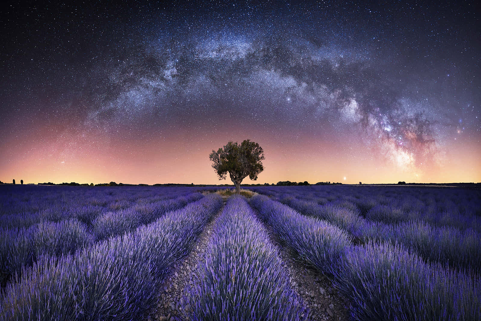 astronomy 桌布 壁紙 — 一棵孤樹佇立在薰衣草田中，上方是銀河拱起的星空。