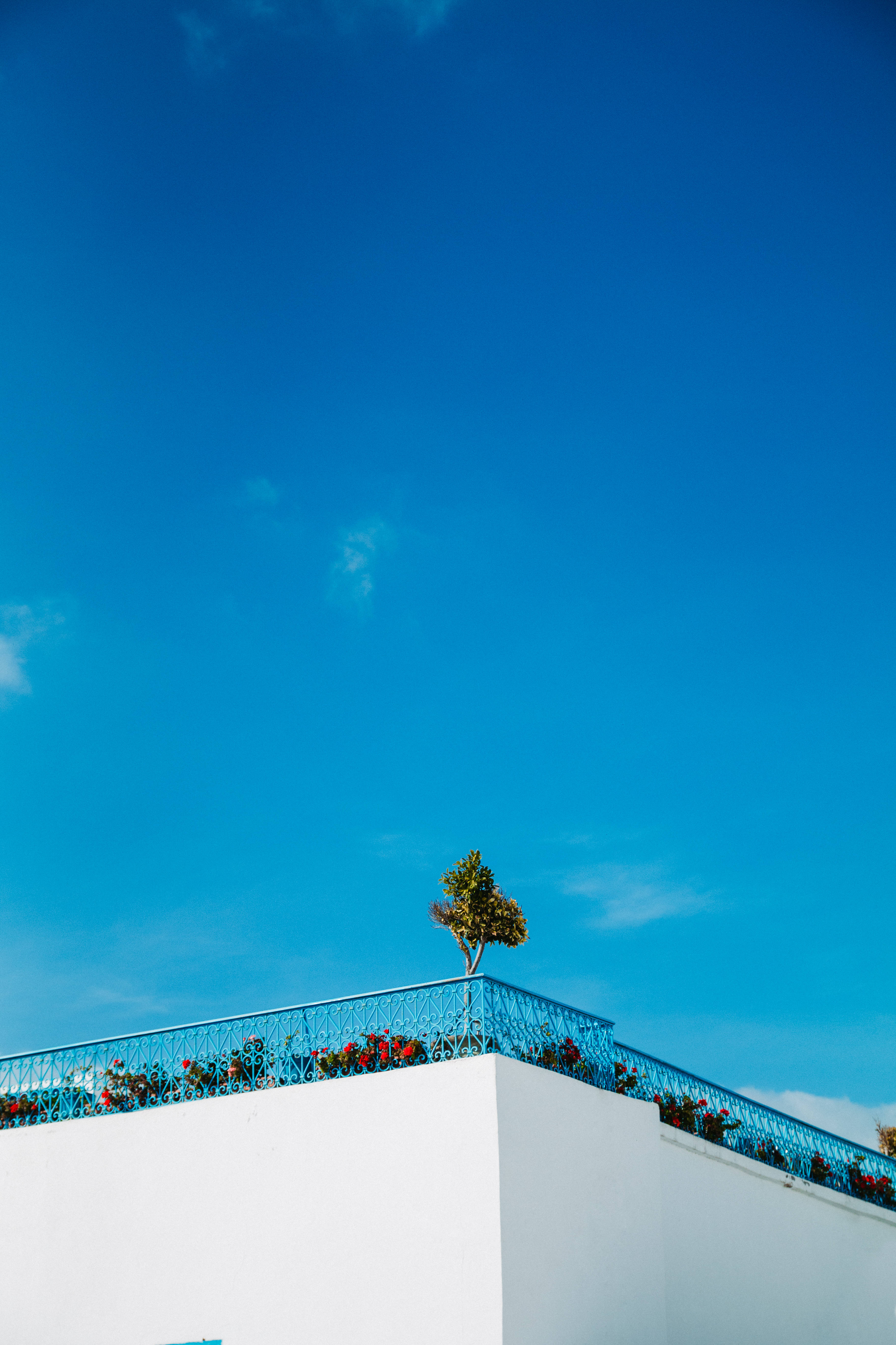 Tunisia 桌布 壁紙 — 一棵孤樹和盛開的花朵點綴著白色建築，背景是廣闊清澈的藍天。