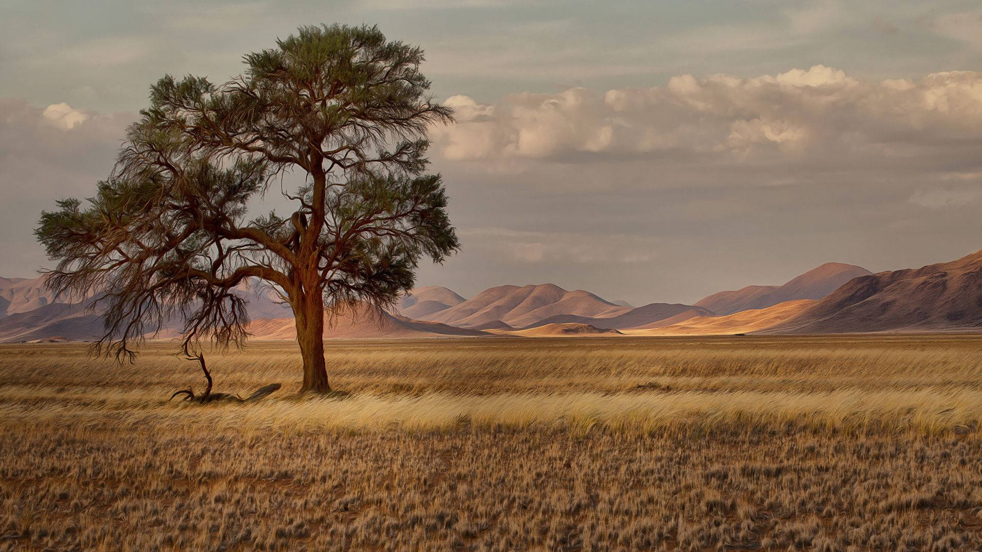 Namibia 桌布 壁紙 — 一棵孤樹在廣闊的金色草原上堅韌地矗立，起伏的丘陵在柔和的多雲天空下。