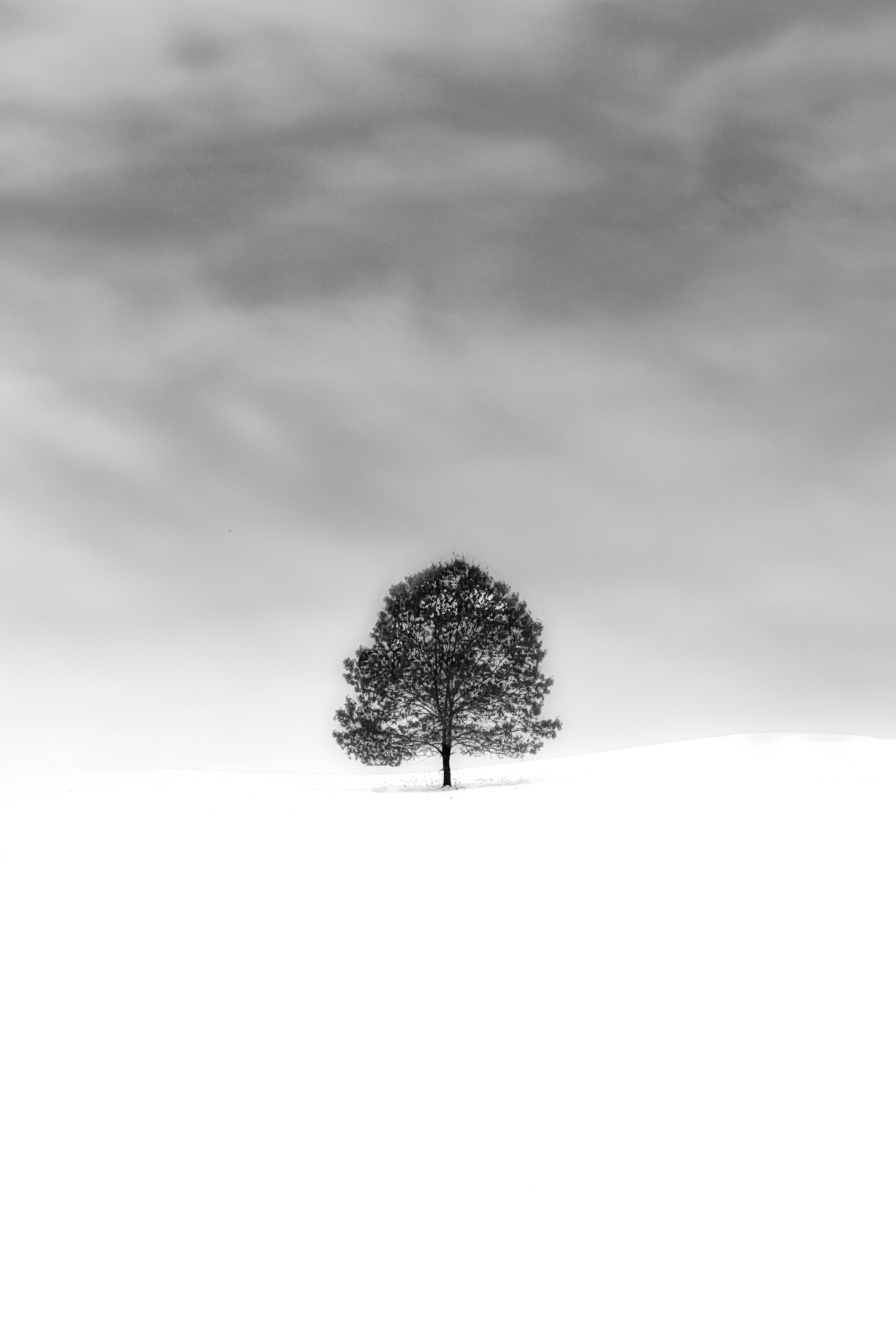 雪 桌布 壁紙 — 一棵孤樹在陰暗的單色天空下，在一片廣闊的雪地上顯得格外突出。
