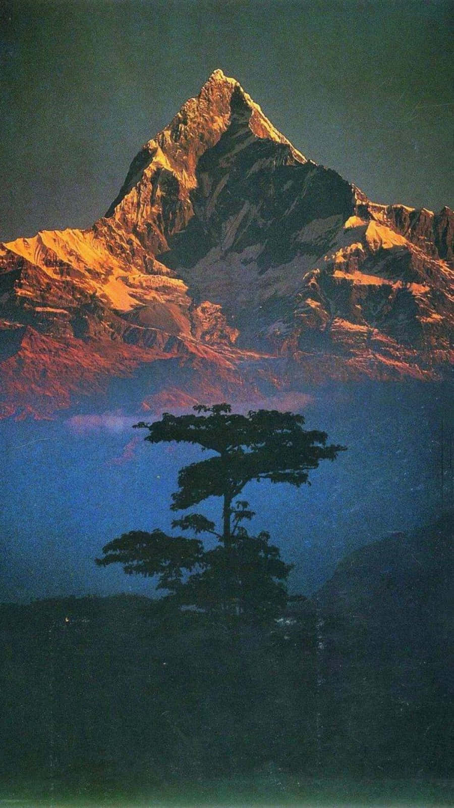 主畫面 桌布 壁紙 — 一棵孤樹在雄偉的雪山襯托下形成剪影，雪山閃耀著金色的日出光芒。