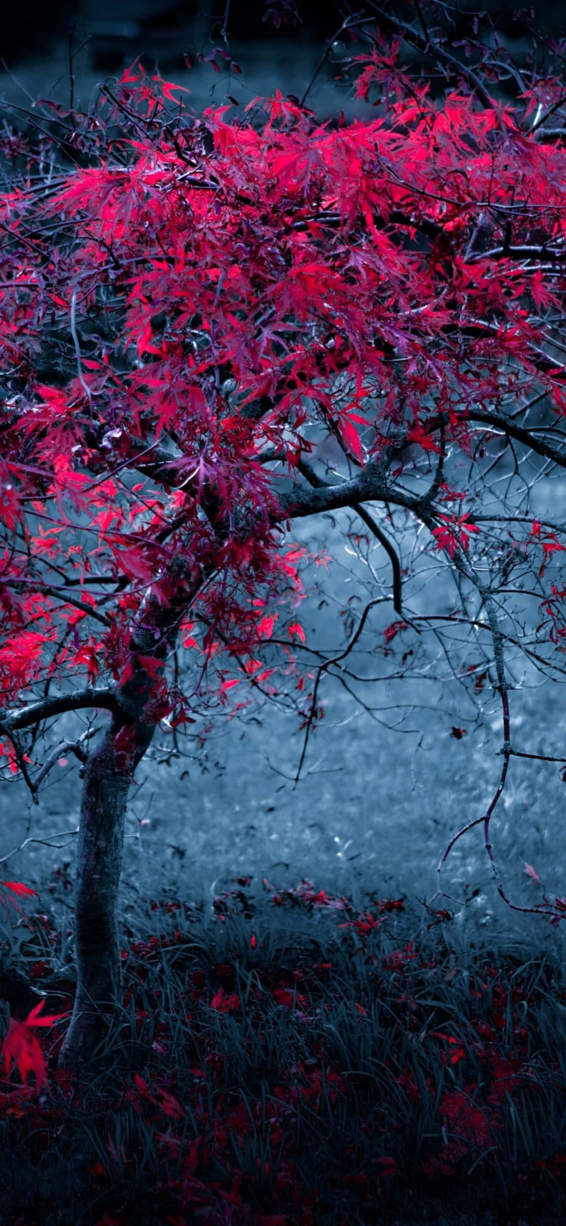 Red Tree 桌布 壁紙 — 一棵孤樹帶著鮮豔的深紅色葉子，矗立在陰鬱的藍灰色霧氣背景前。