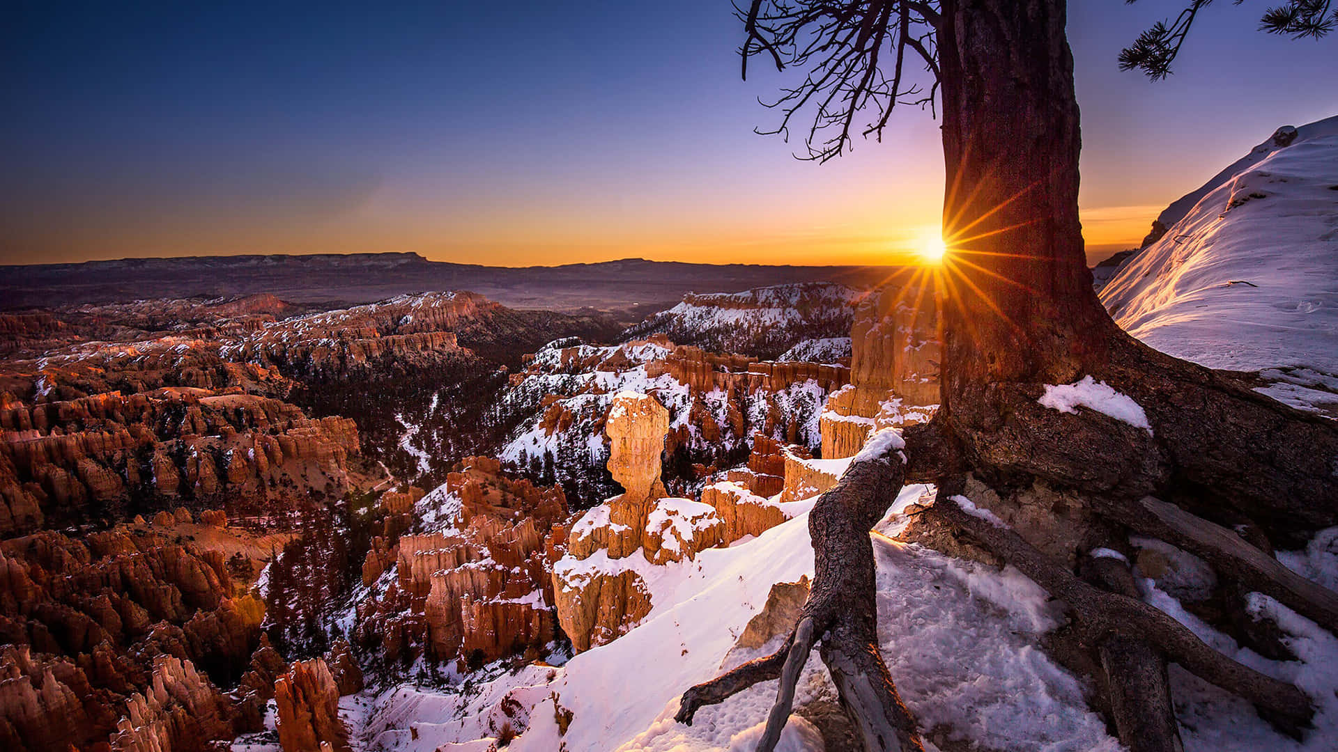 Utah 桌布 壁紙 — 一棵孤樹框住了日出時積雪的山峽，金色光芒穿透其枝條。